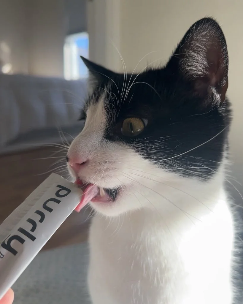 Black and white cat licking a paper tube in a cozy indoor setting with natural light.