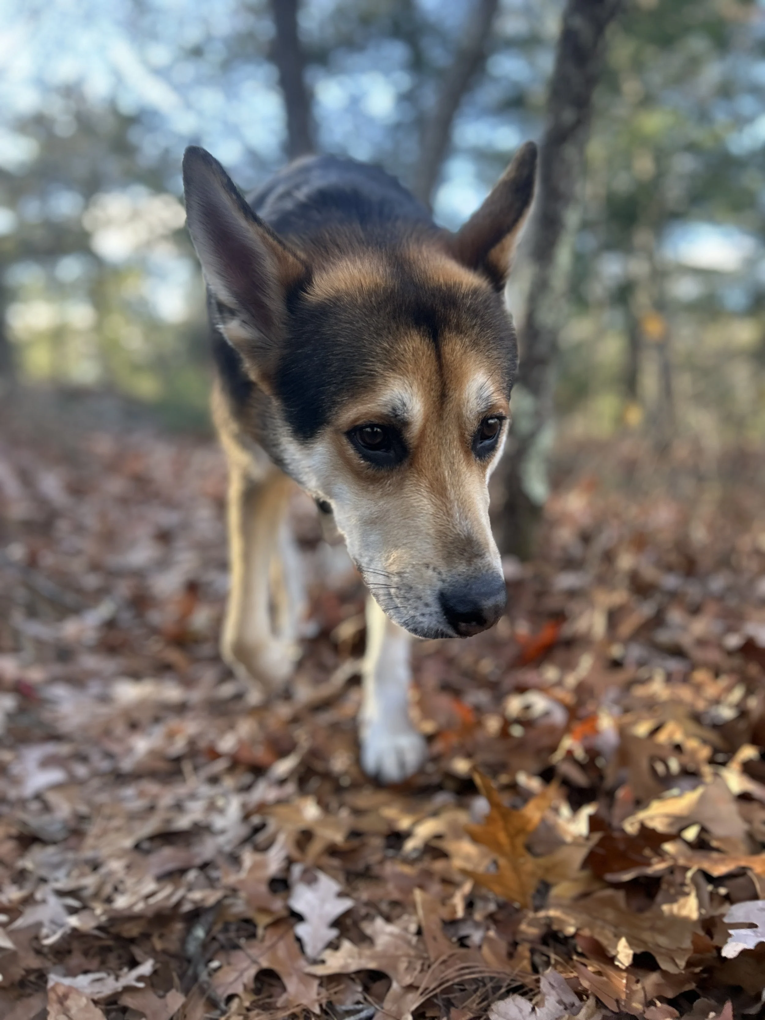 A man with curly dark hair, wearing clear glasses, and a black sweater, sitting indoors with a light-colored wall and a green plant in the background.