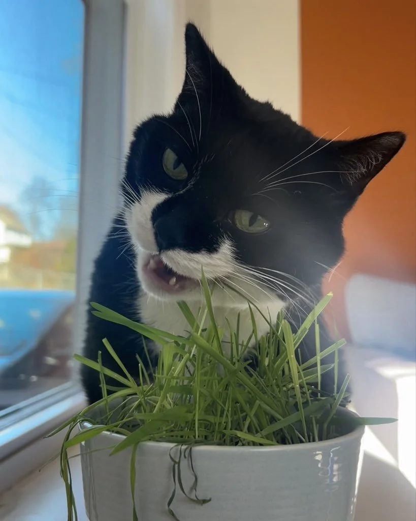 Black and white cat in a white ceramic pot filled with green grass, indoors near a window, with sunlight illuminating its face.