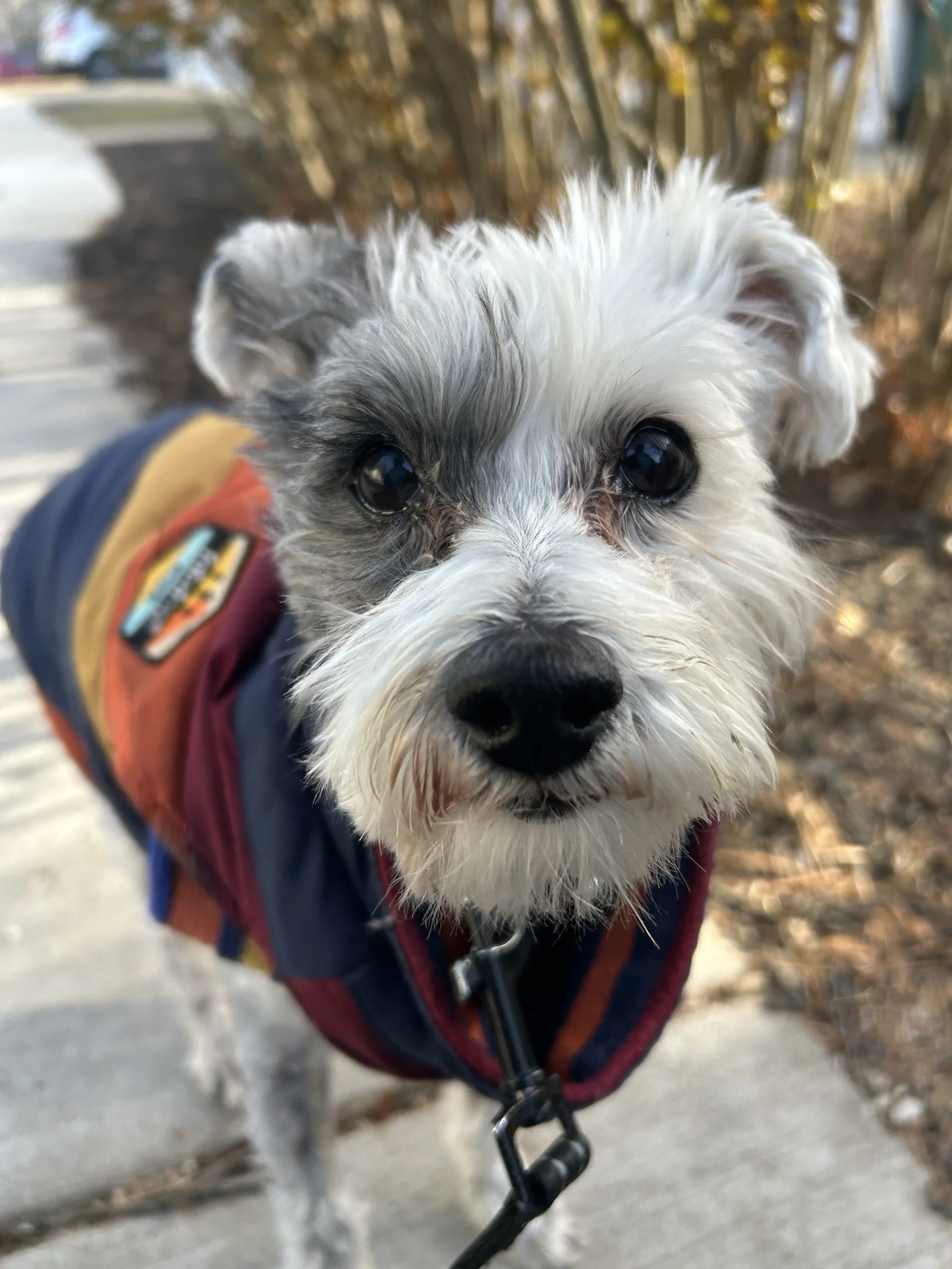 Close-up of a small dog with a white and gray coat, wearing a multicolored jacket, standing outdoors on a sidewalk with plants and a fence in the background.
