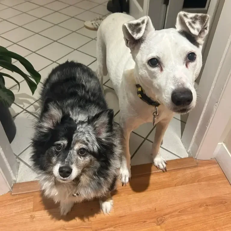Two dogs standing in a doorway, one with a merle coat and fluffy fur, the other with a white coat and black markings on the ears, looking up at the camera indoors.