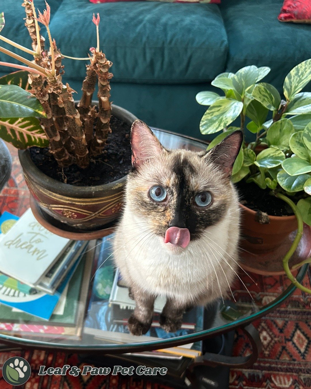 A Siamese cat with blue eyes licking its nose, standing on a glass table surrounded by potted plants and books.