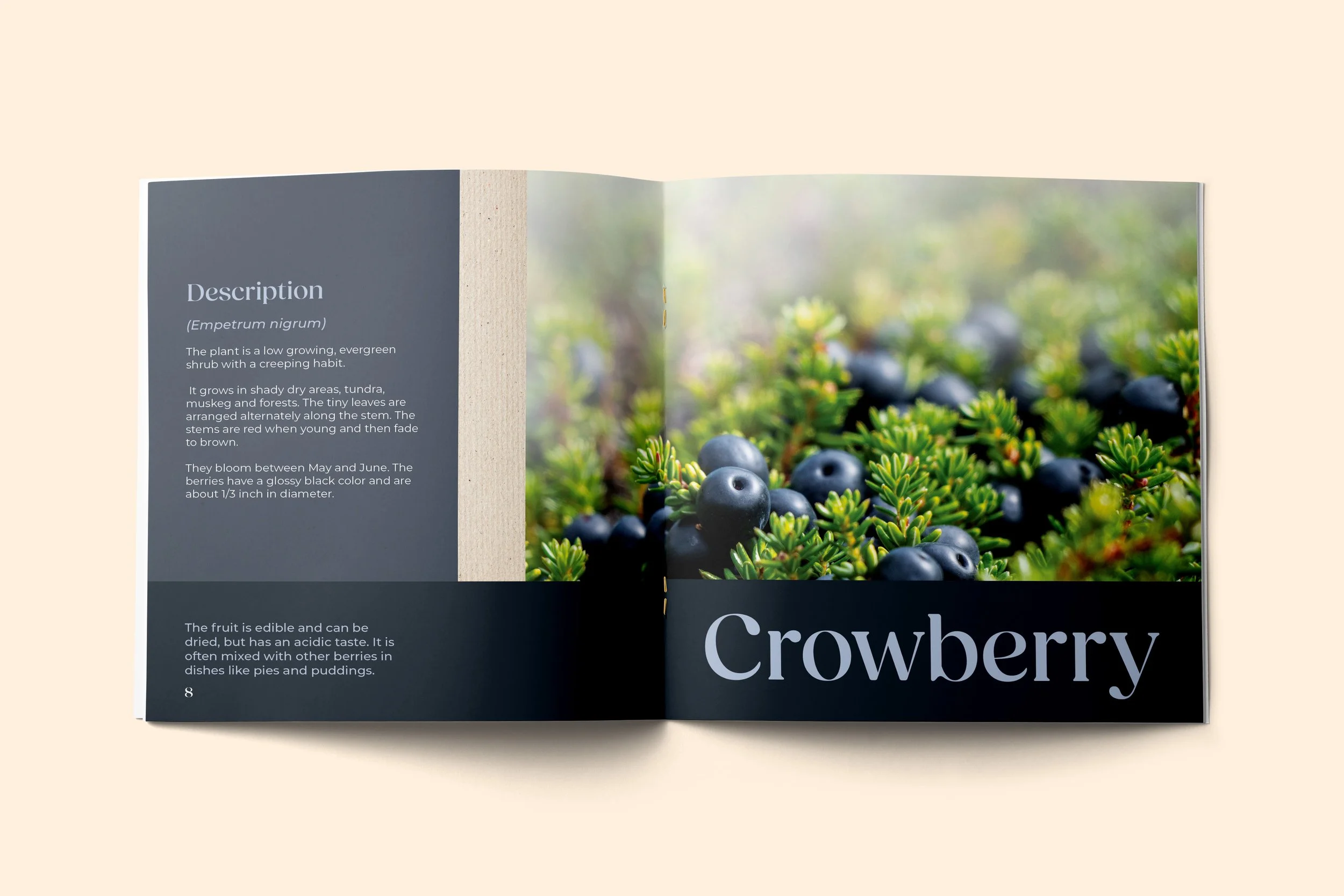 crowberry mock up.jpg