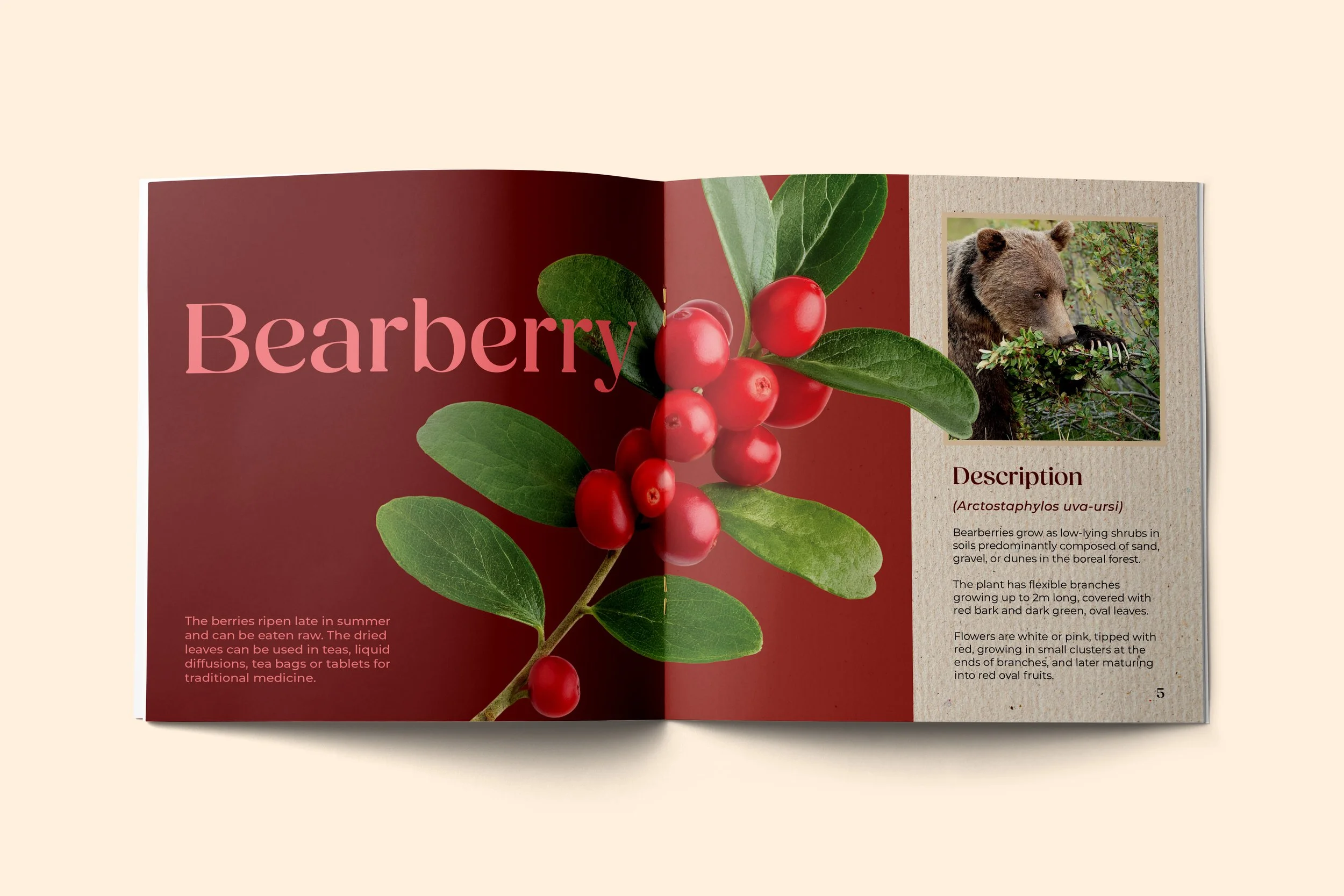 bearberry mock up.jpg