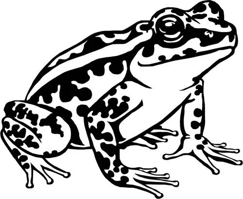 Frogwhole.jpg