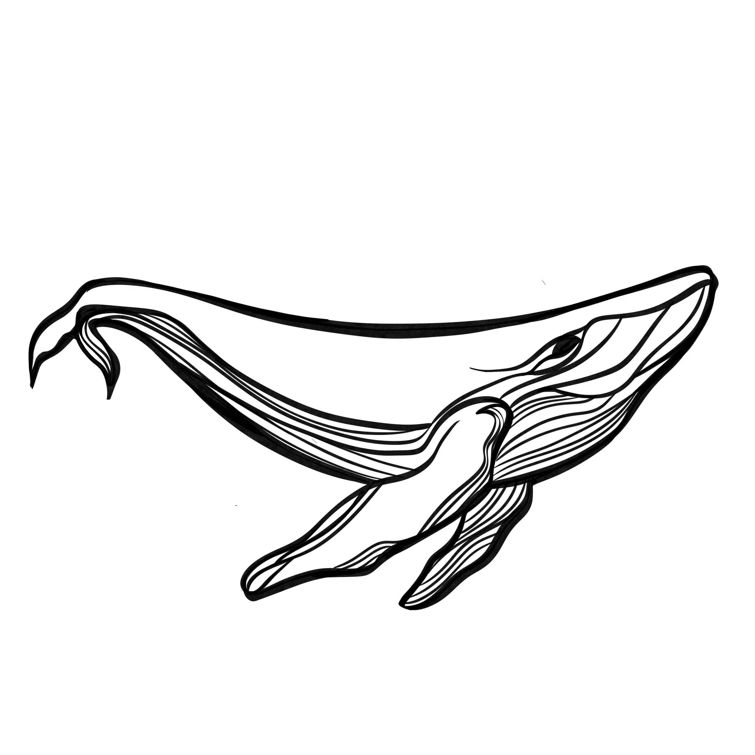 Whale Drawing.jpg