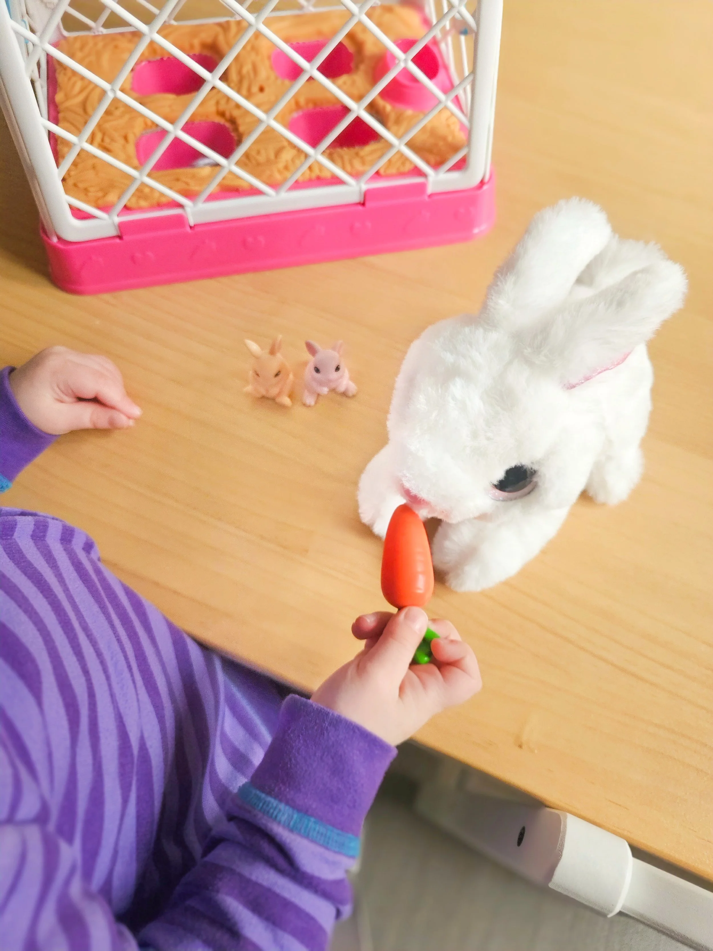 Feeding time for our fluffy friend 🐇🥕