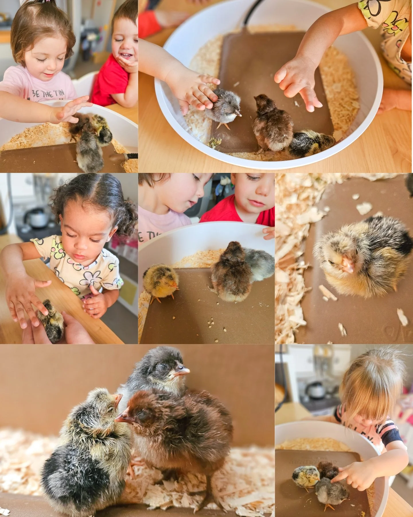 Welcome to the world little chicks! 🐥🐤💛We are using gentle hands with our new little friends! 👐🤗