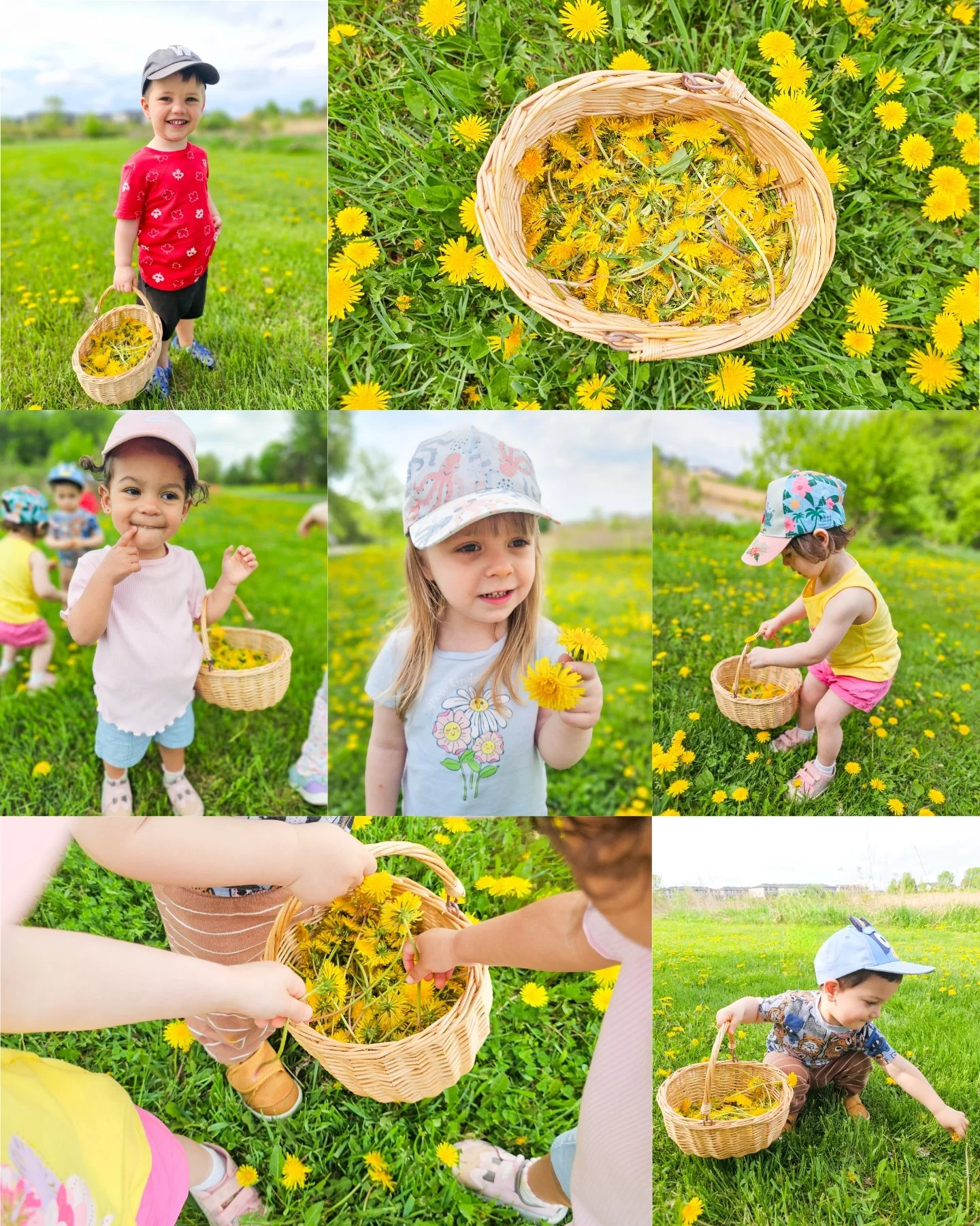 Little hands at work picking dandelions for our dandelion playdough! 🌼☀️😊