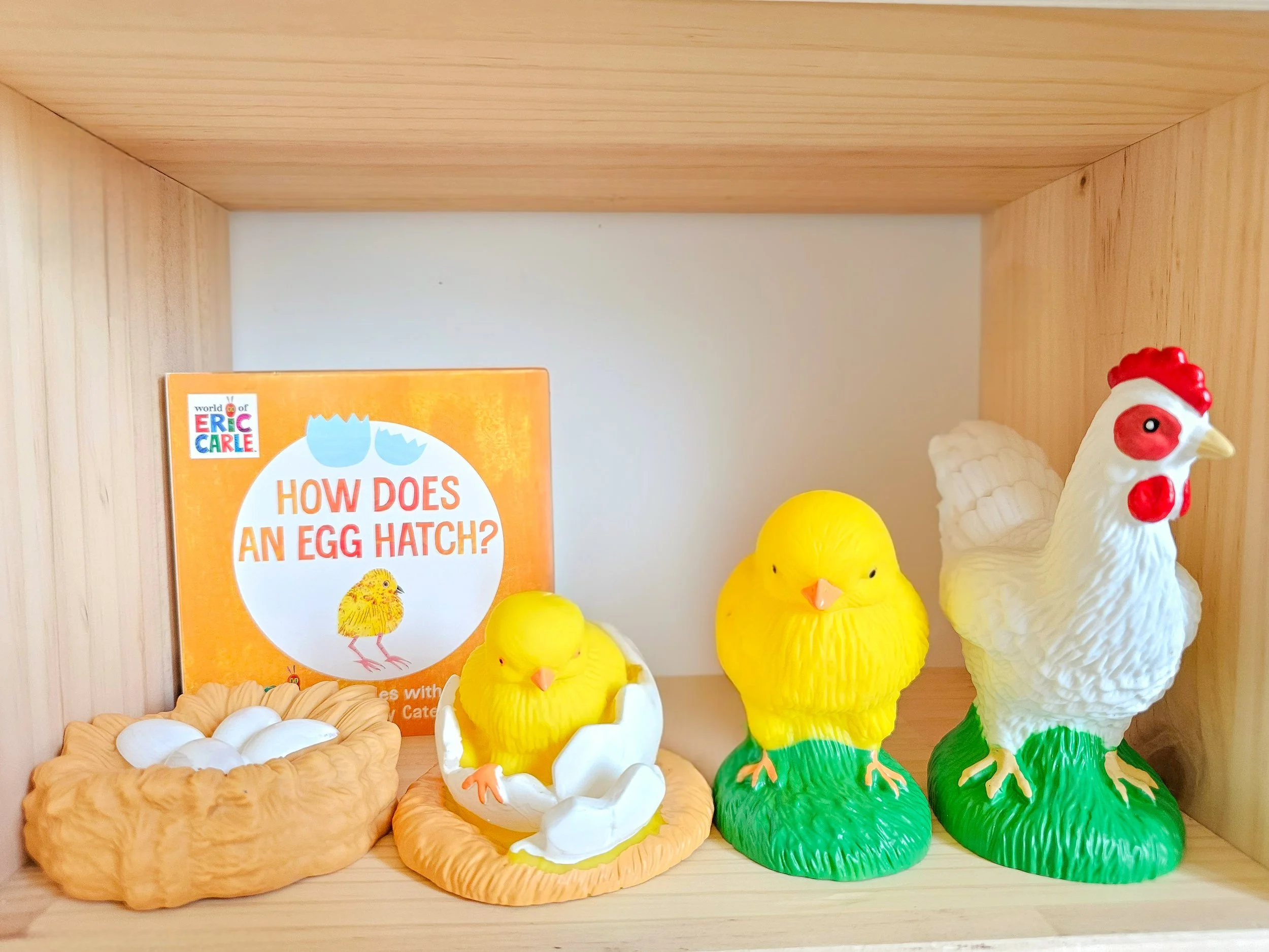 Learning about the chicken life cycle 🥚🐣🐤🐔