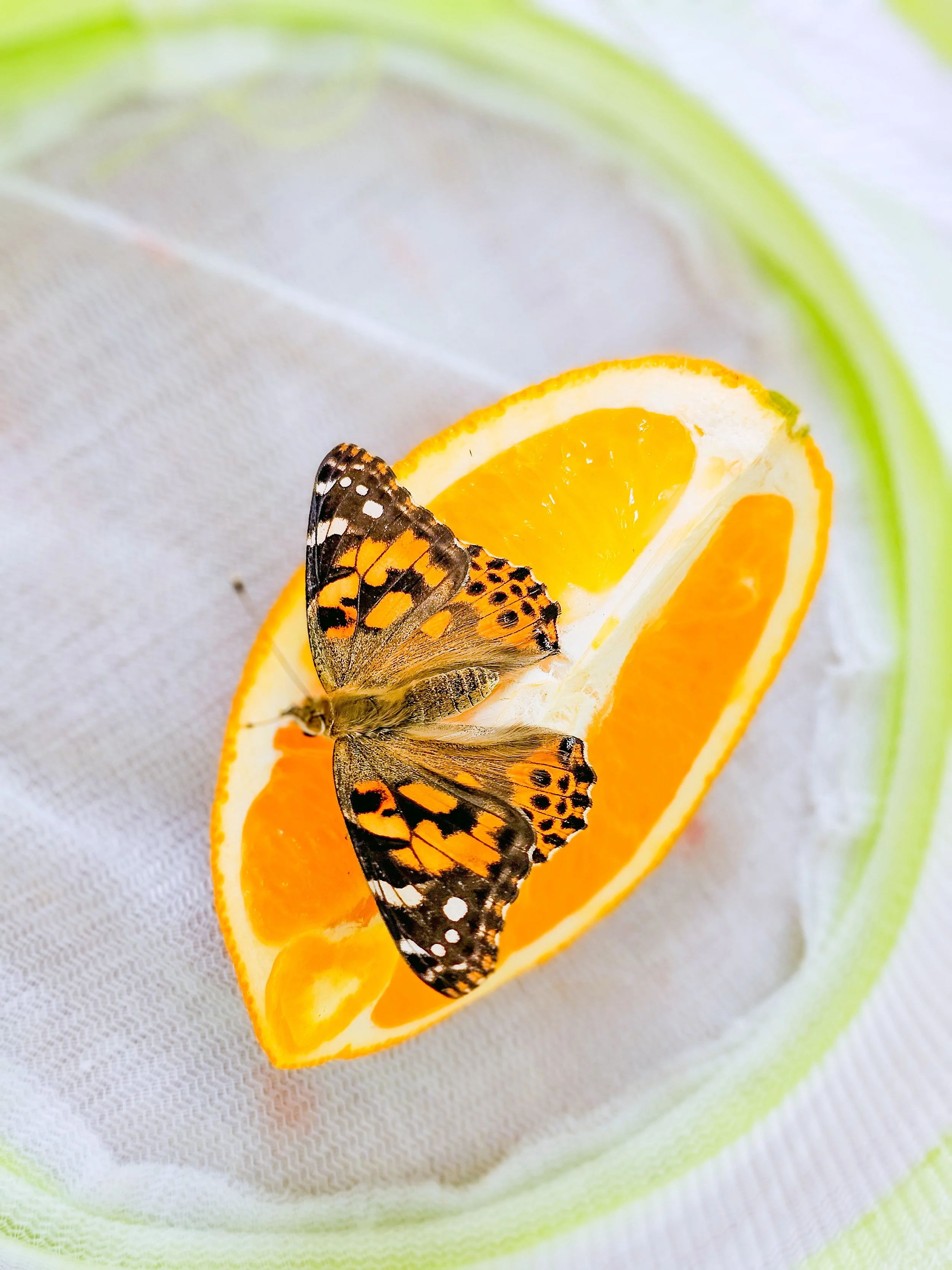 Butterfly release day! 🦋🍊☀️🧡