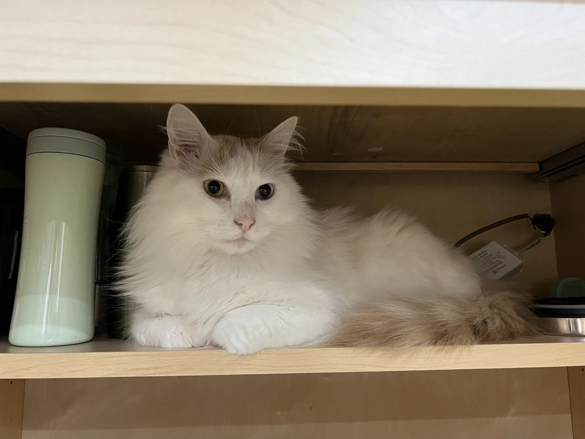 Nest&Notion-interior-design-and-renovation-ottawa-ontario-my-nest-kitchen-part2-cat-in-cabinet.JPEG