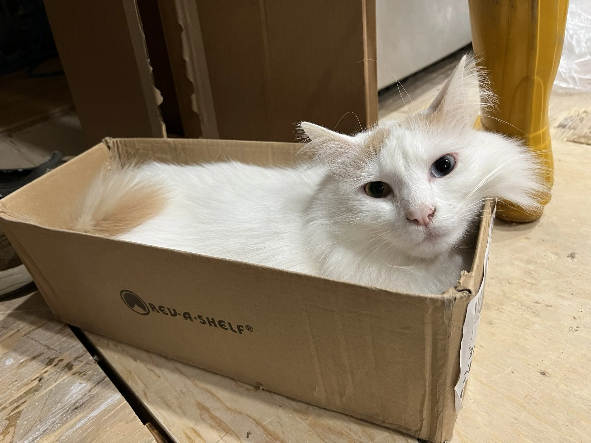 Nest&Notion-interior-design-and-renovation-ottawa-ontario-my-nest-kitchen-part2-cat-in-box.JPEG