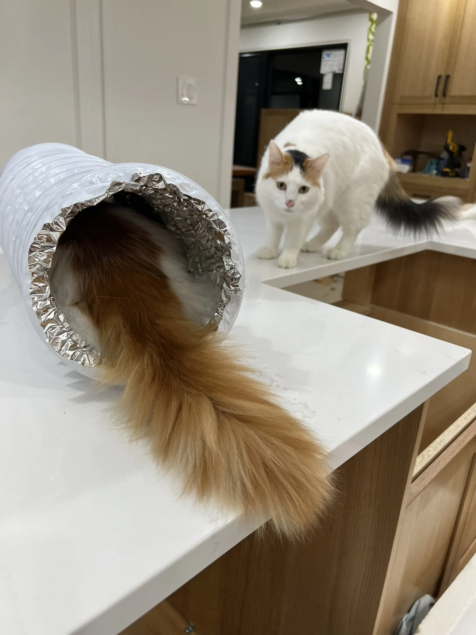 Nest&Notion-interior-design-and-renovation-ottawa-ontario-my-nest-kitchen-part2-cat-in-ducts.JPEG