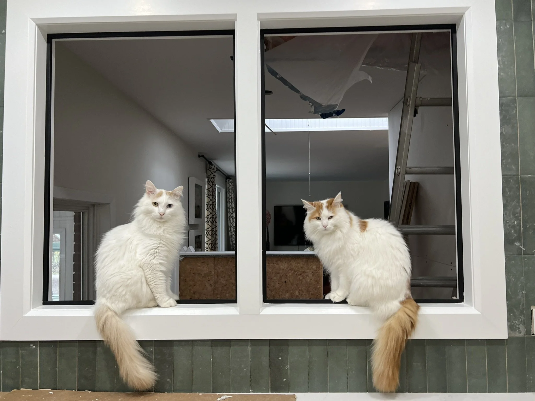 Nest&Notion-interior-design-and-renovation-ottawa-ontario-my-nest-kitchen-part2-cat-in-windoq.JPEG