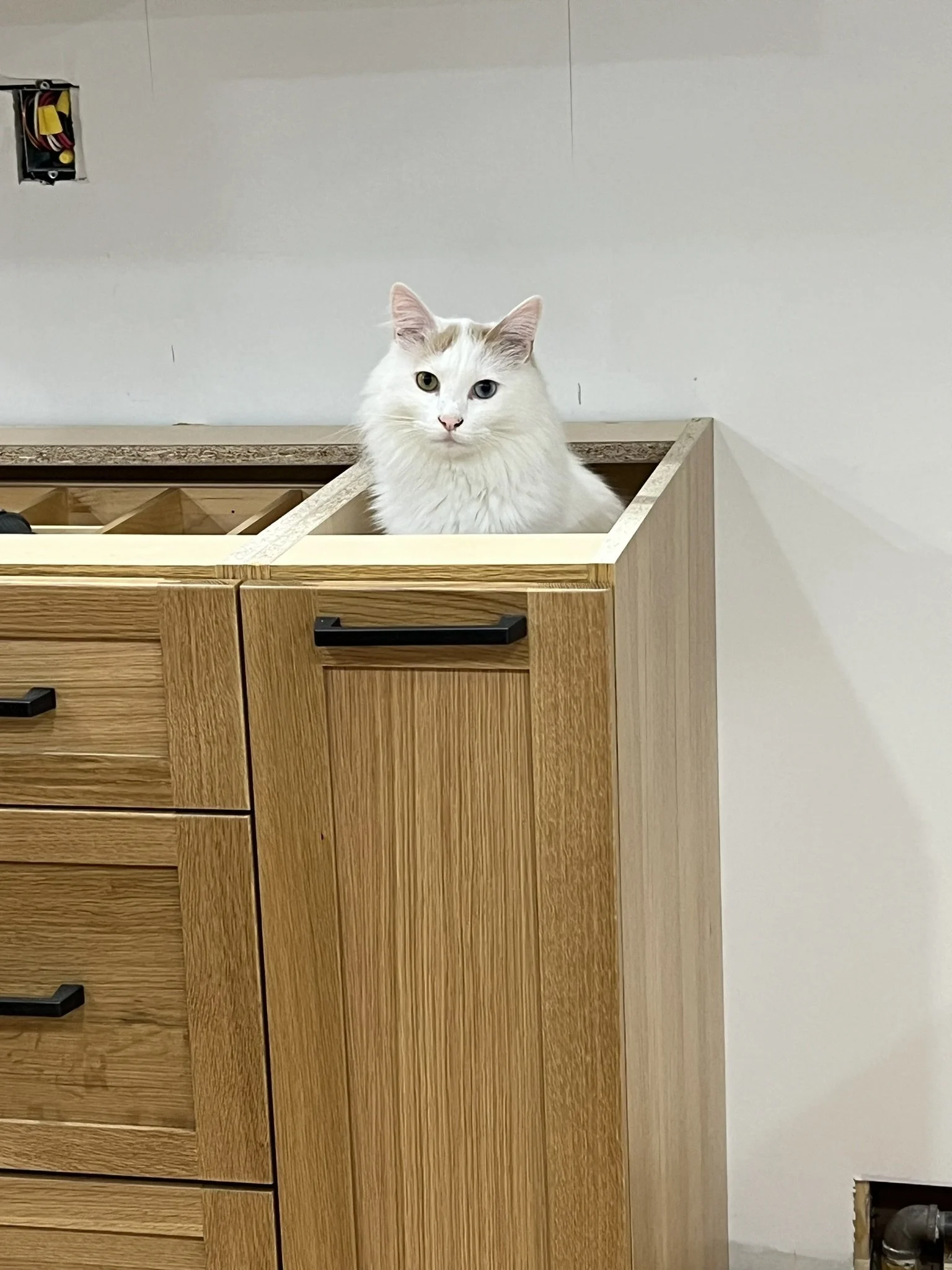 Nest&Notion-interior-design-and-renovation-ottawa-ontario-my-nest-kitchen3-cat-in-canet-lower.JPEG