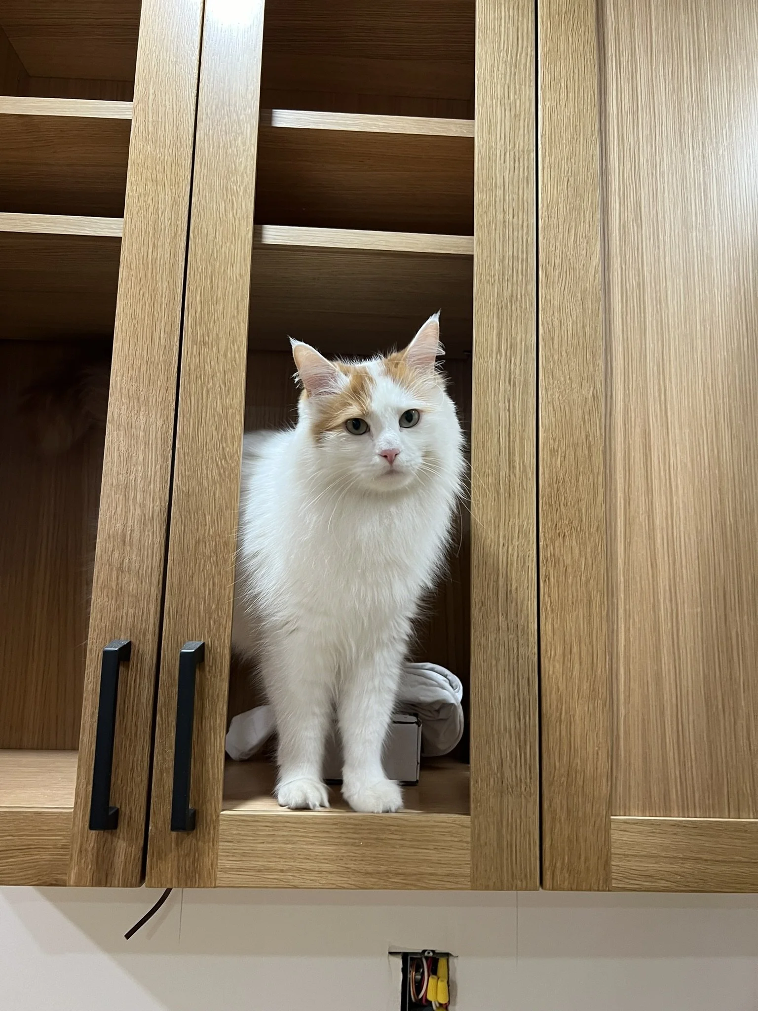 Nest&Notion-interior-design-and-renovation-ottawa-ontario-my-nest-kitchen3-cat-in-cabinet-upper.JPEG