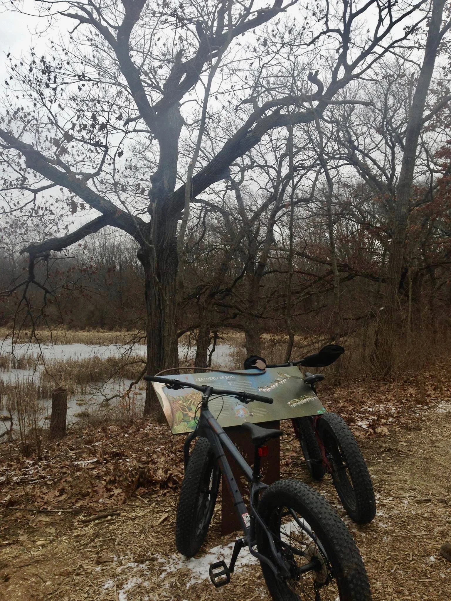 Two Fatbikes on a trail with bare trees