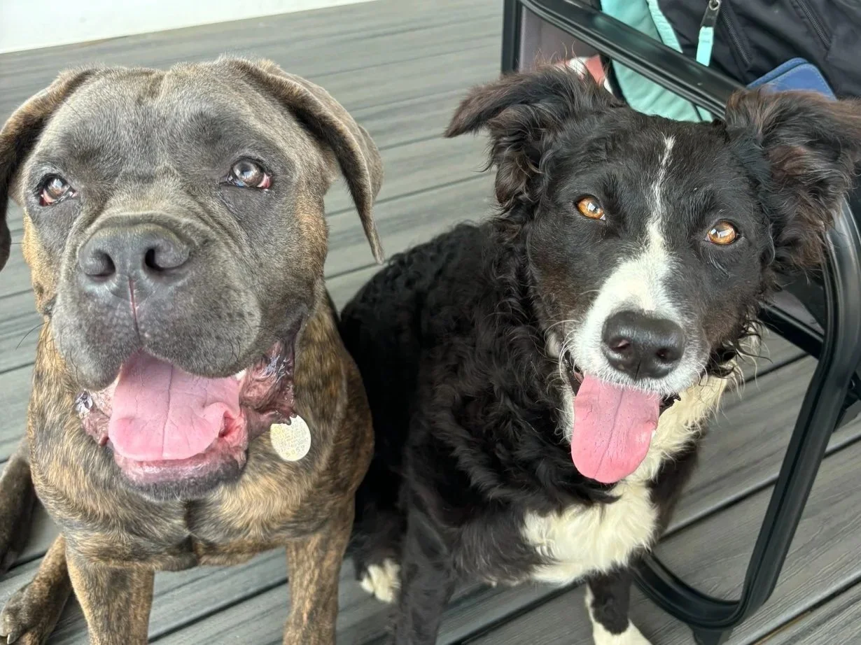 Two dogs sitting on a wooden deck, one with a brindle coat and the other with a black and white coat, both smiling with tongues out.