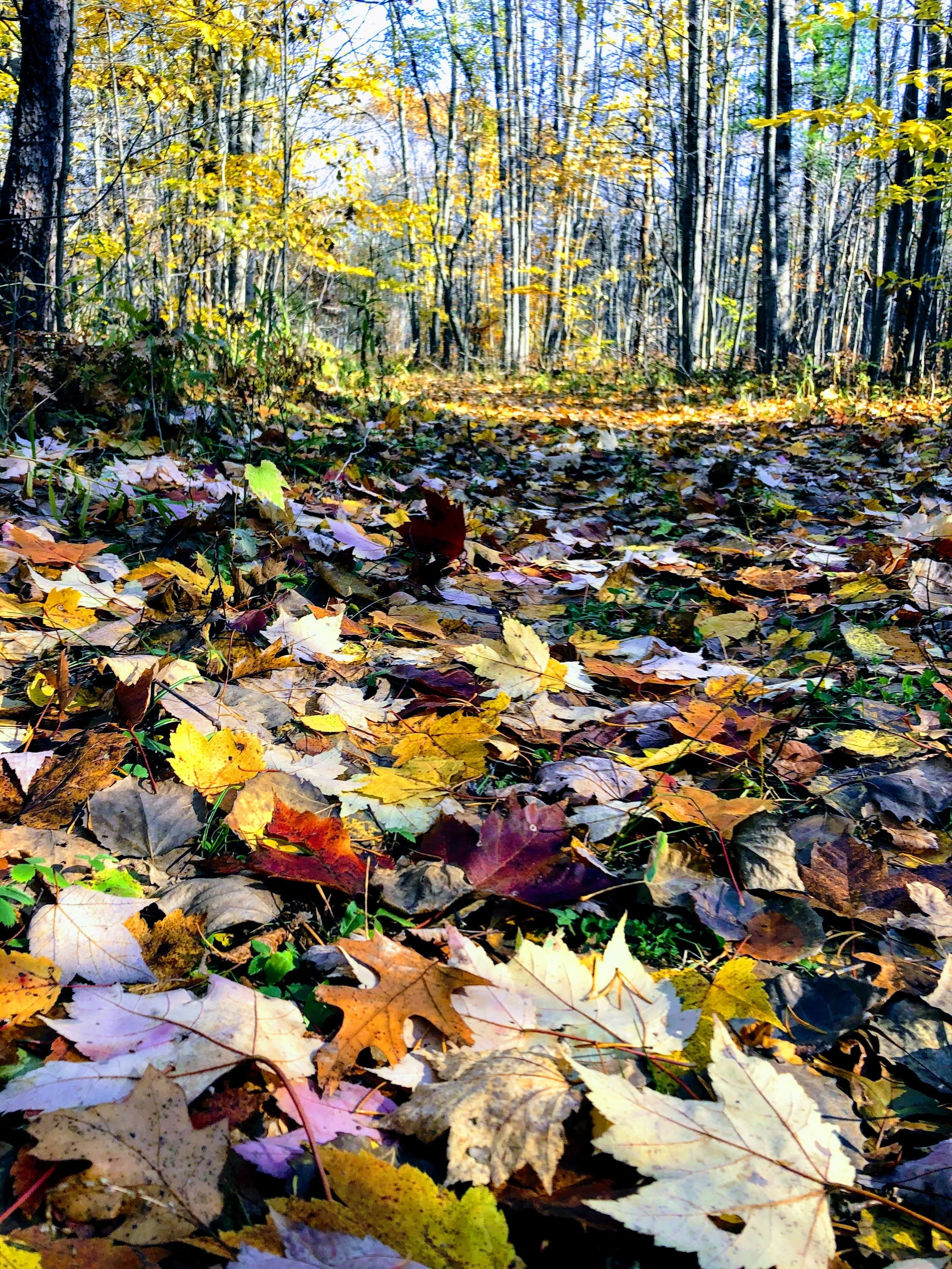 pet friendly getaway in Michigan