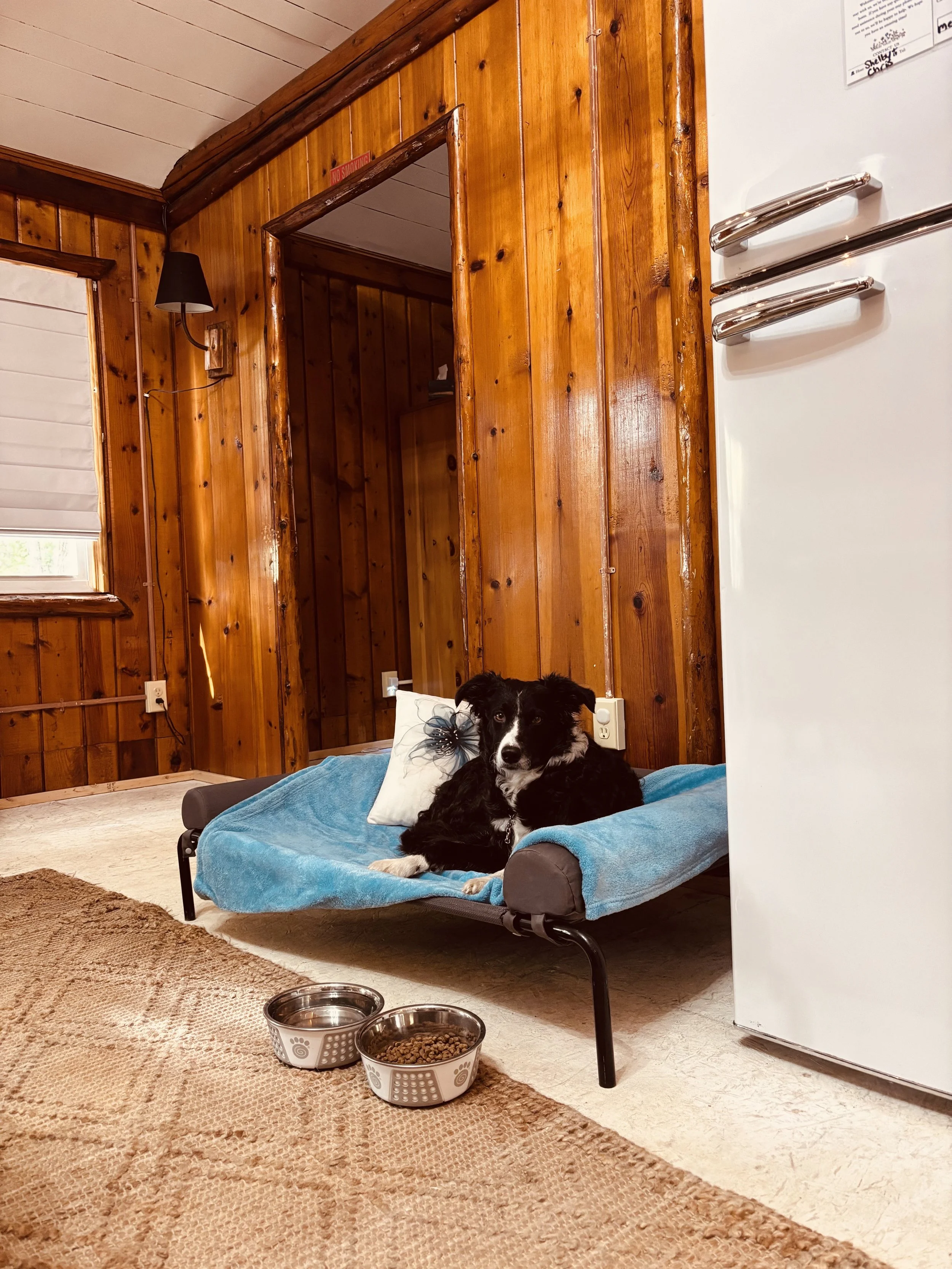 A black and white dog lying on a blue bed in a room with wooden panel walls, next to two metal food bowls, one filled with water and the other with dog food, on a tan carpet.