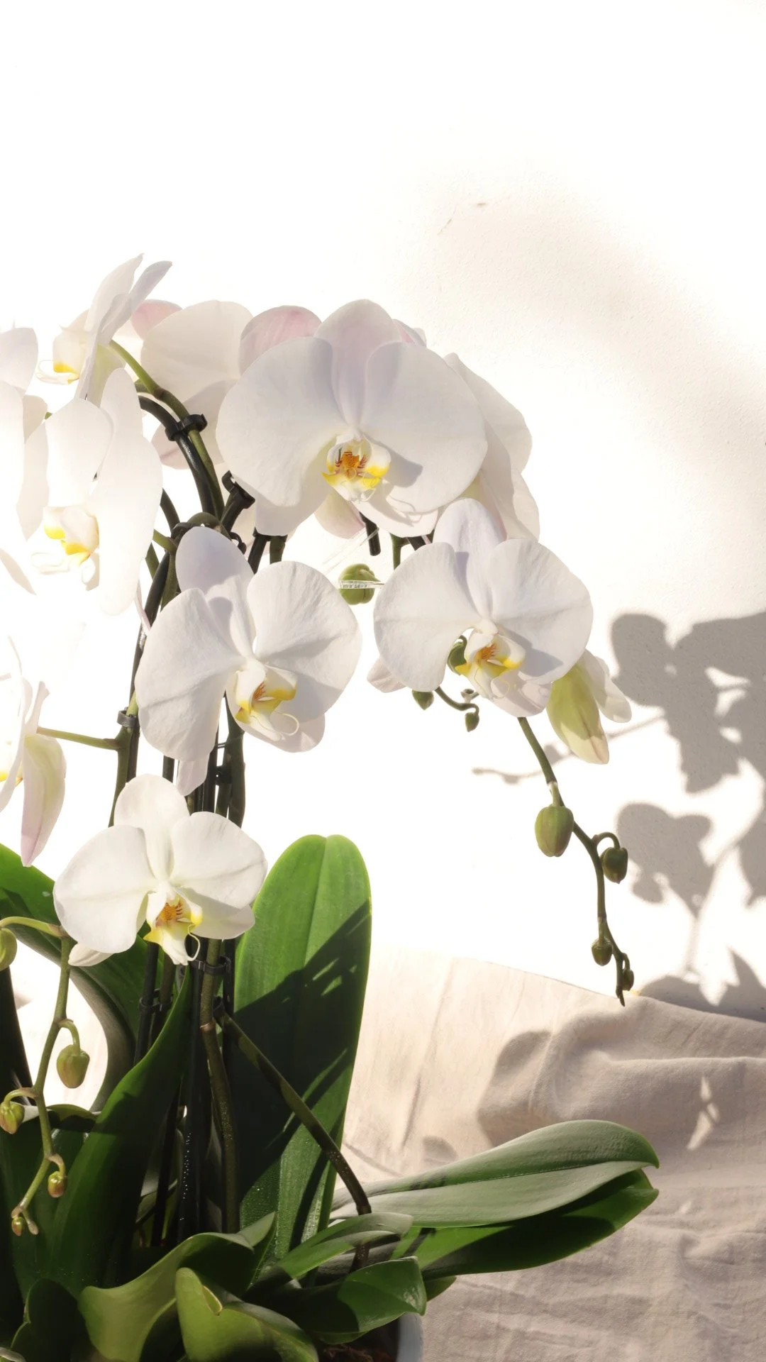 Orchids-white.JPG
