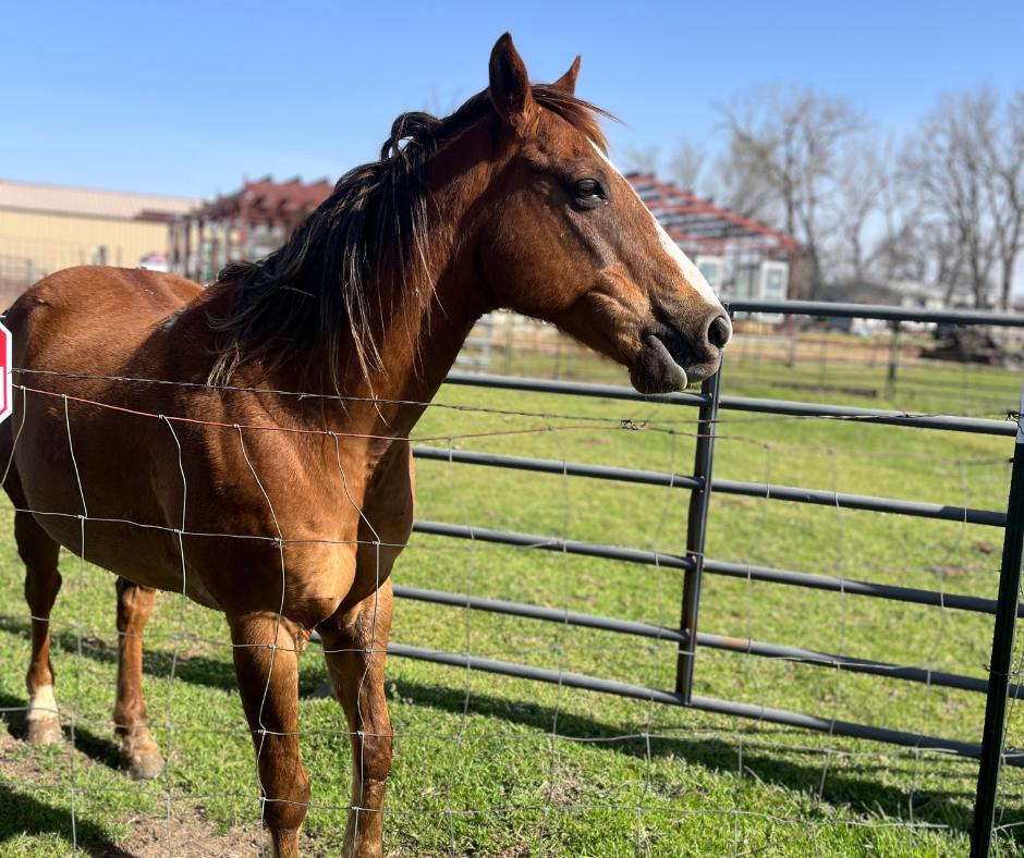 RV Park with animals fort worth.png