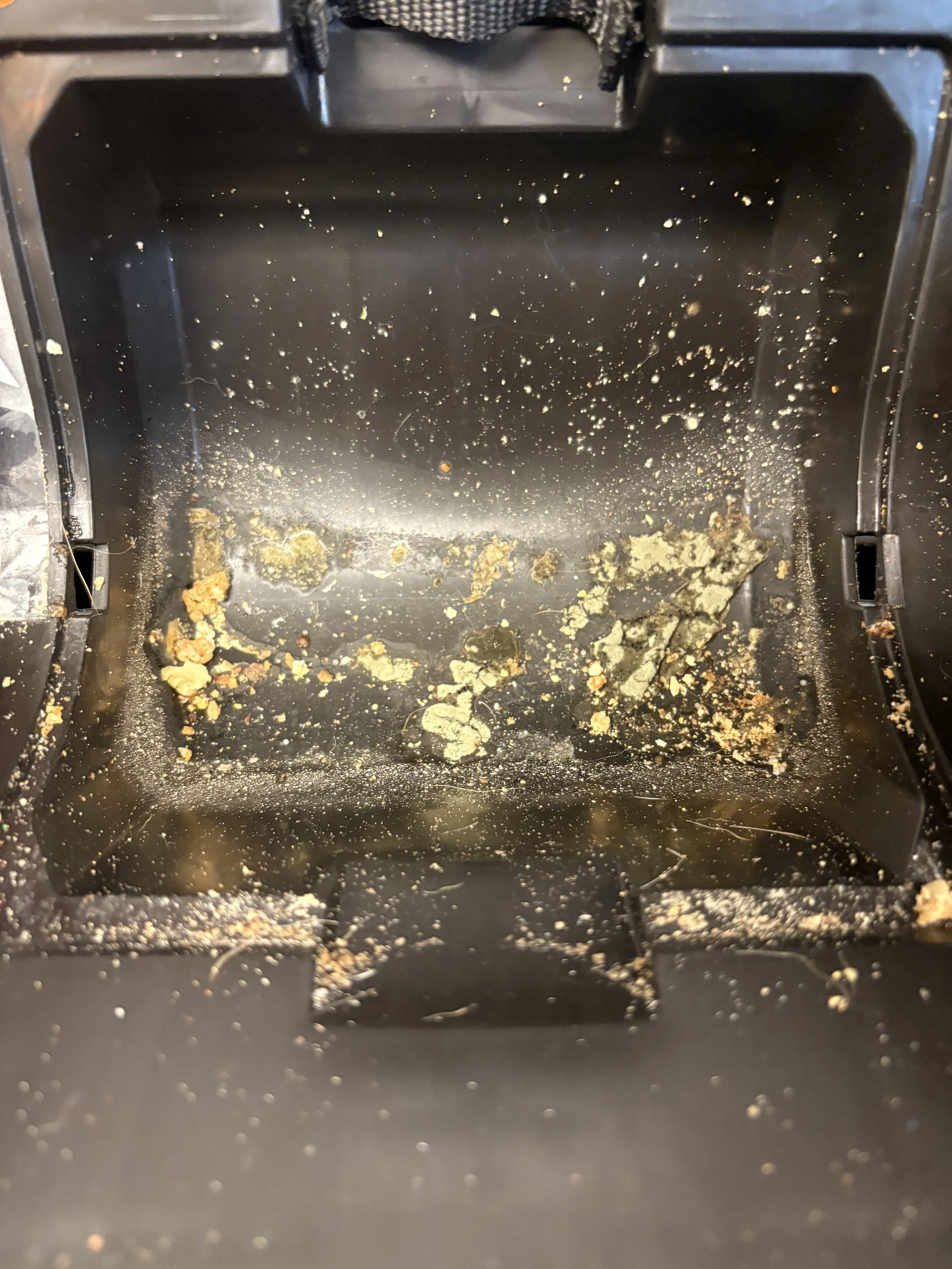 How Crumbs and Spills Feed Bacteria in Car Seats