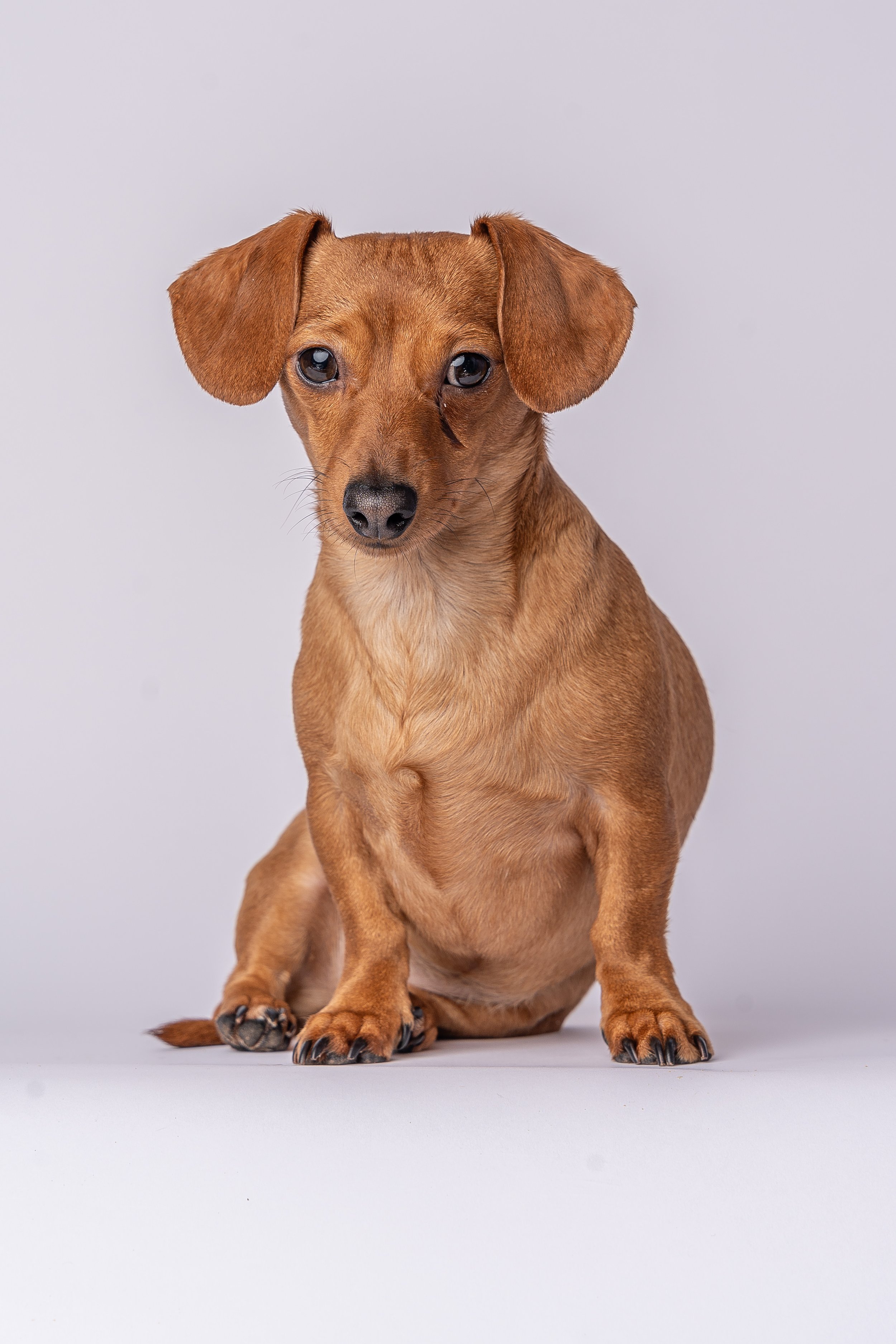 Chill the Mini Dachshund