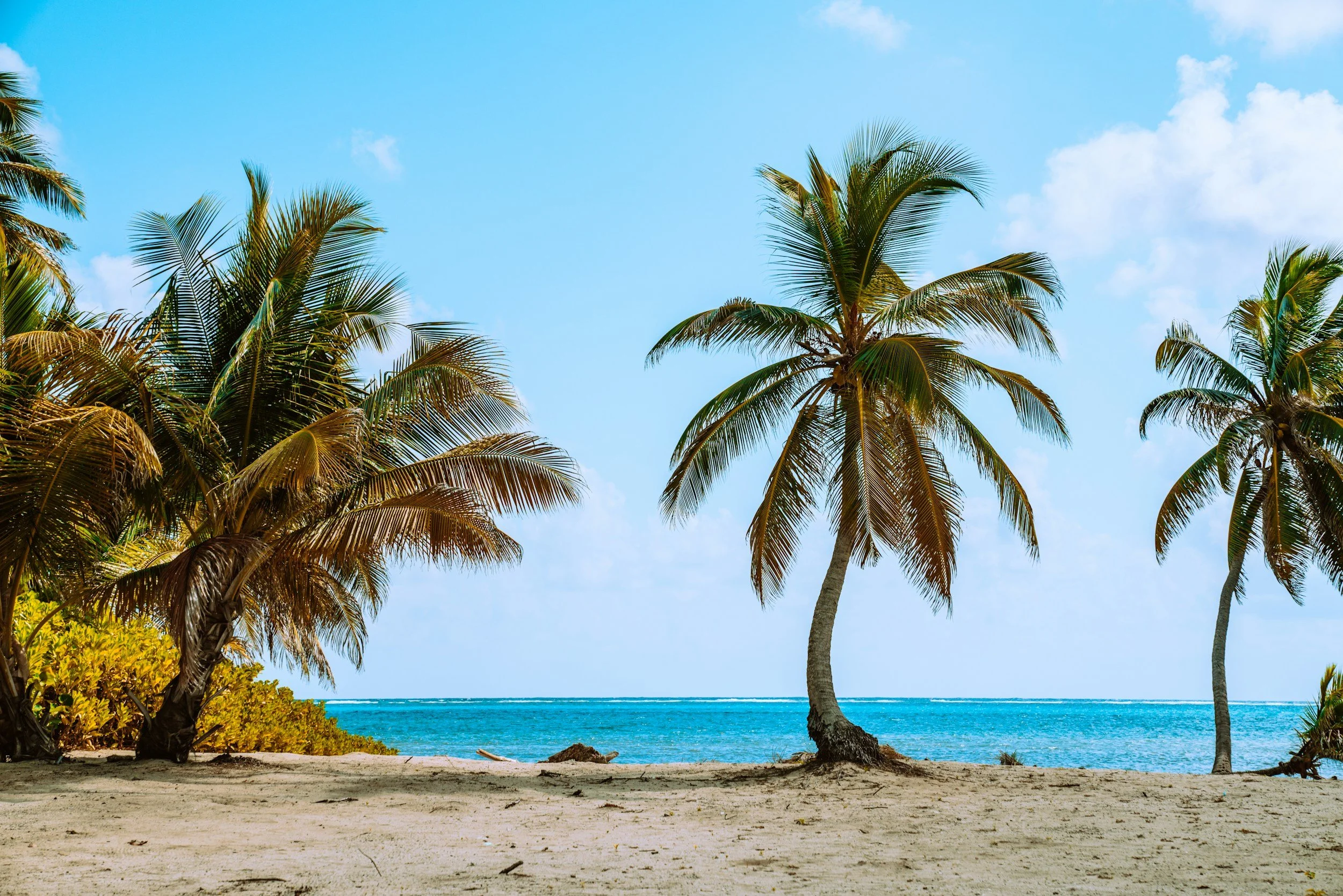 Palm trees and turquoise Caribbean water on the Belize coast, setting for the 2027 therapist CE retreat
