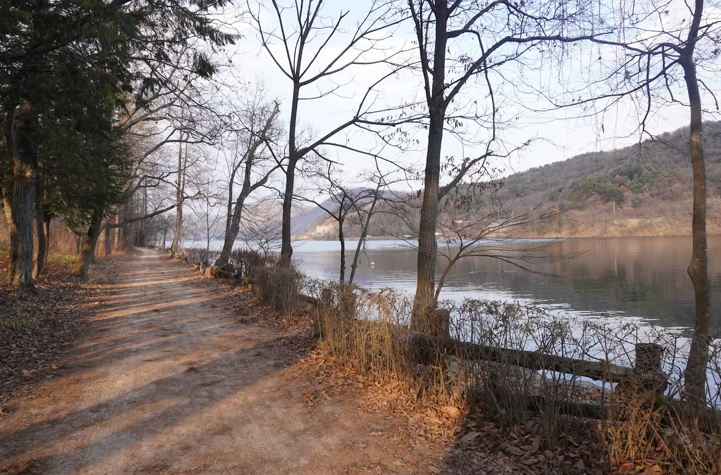 Scenic tree-lined path on Nami Island near Seoul, South Korea, highlighting a peaceful spot for nature-filled travel and Korean landscape exploration.