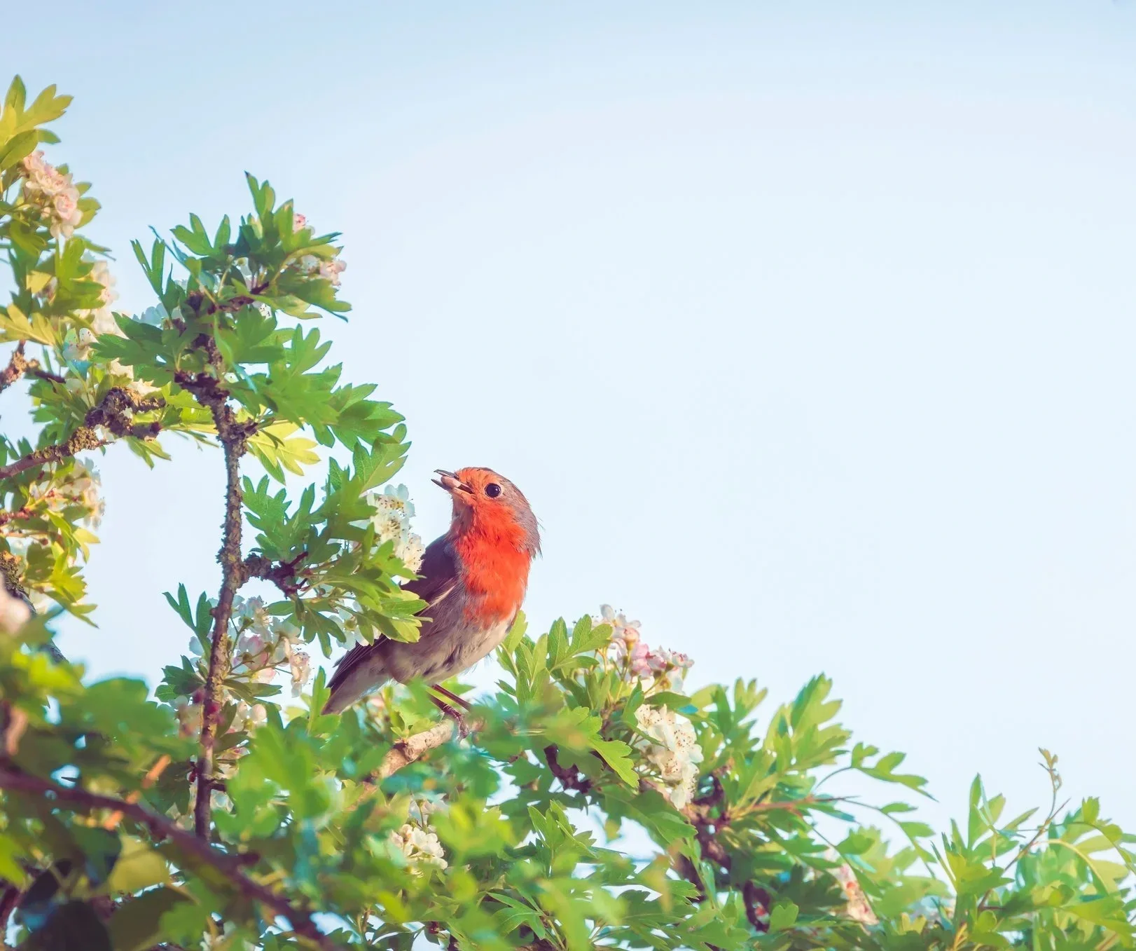 carnival of the animals ballet mini-session | preschool level