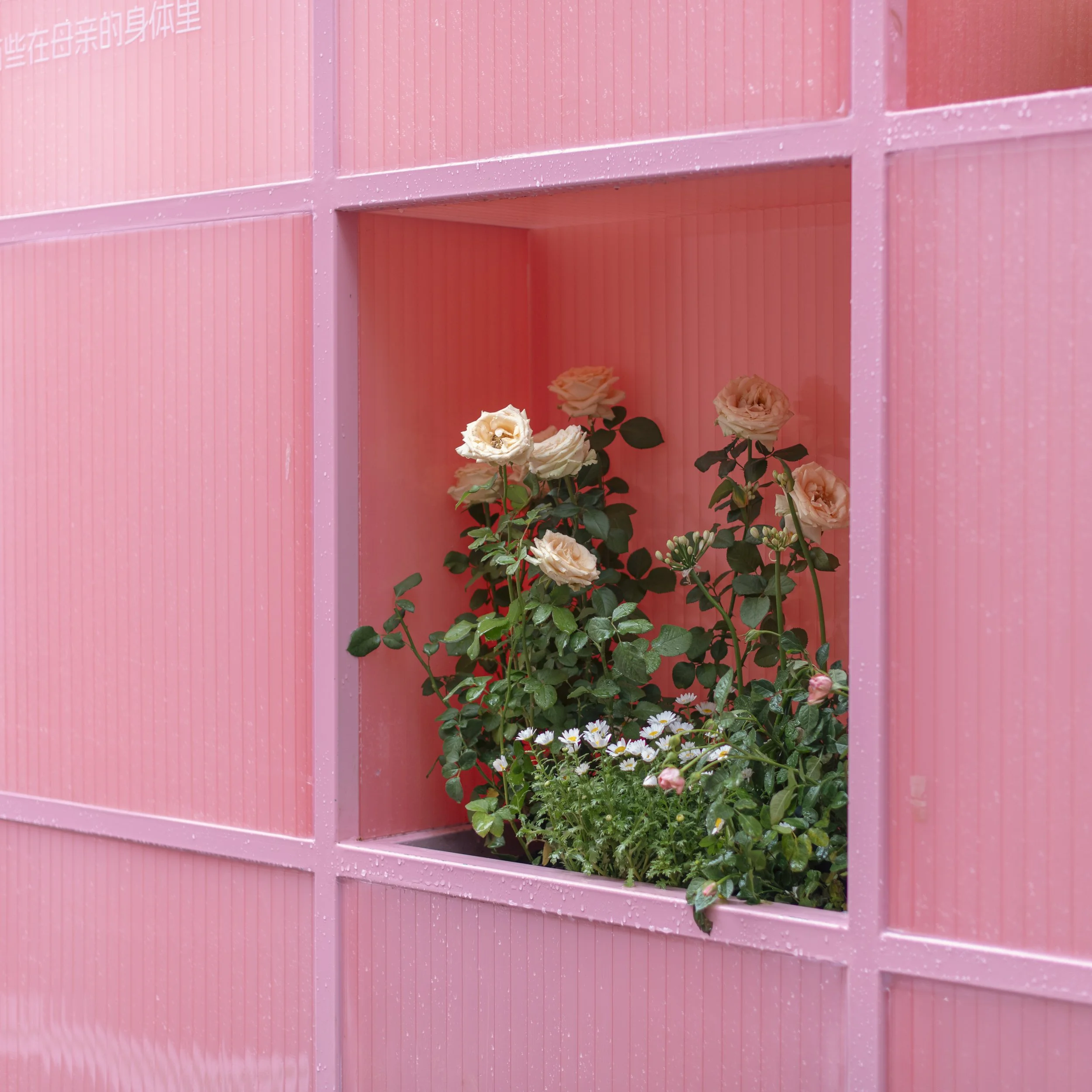 Flower show, Shanghai, China, 2026