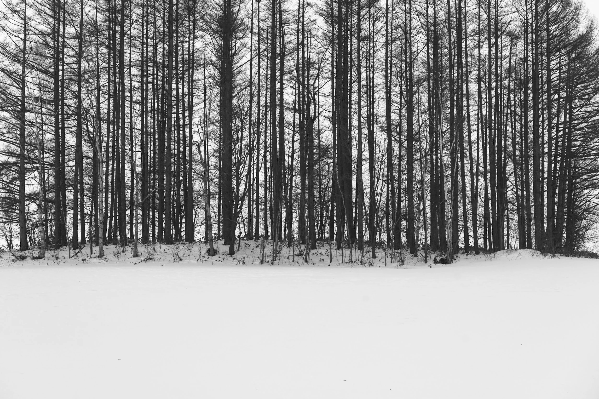 Hokkaido, Japan, 2020