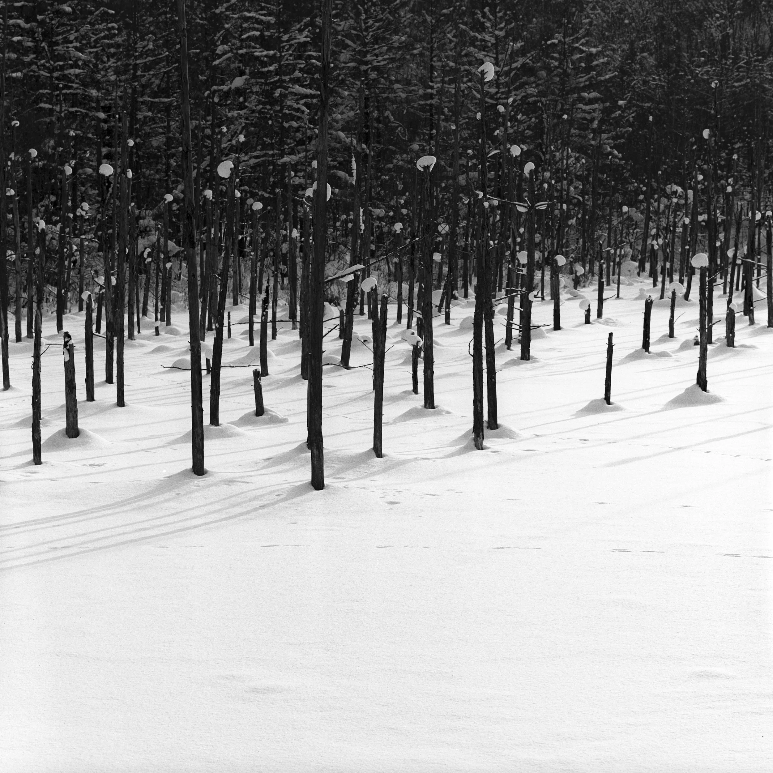Bibaushi, Biei, Hokkaido, Japan, 2025