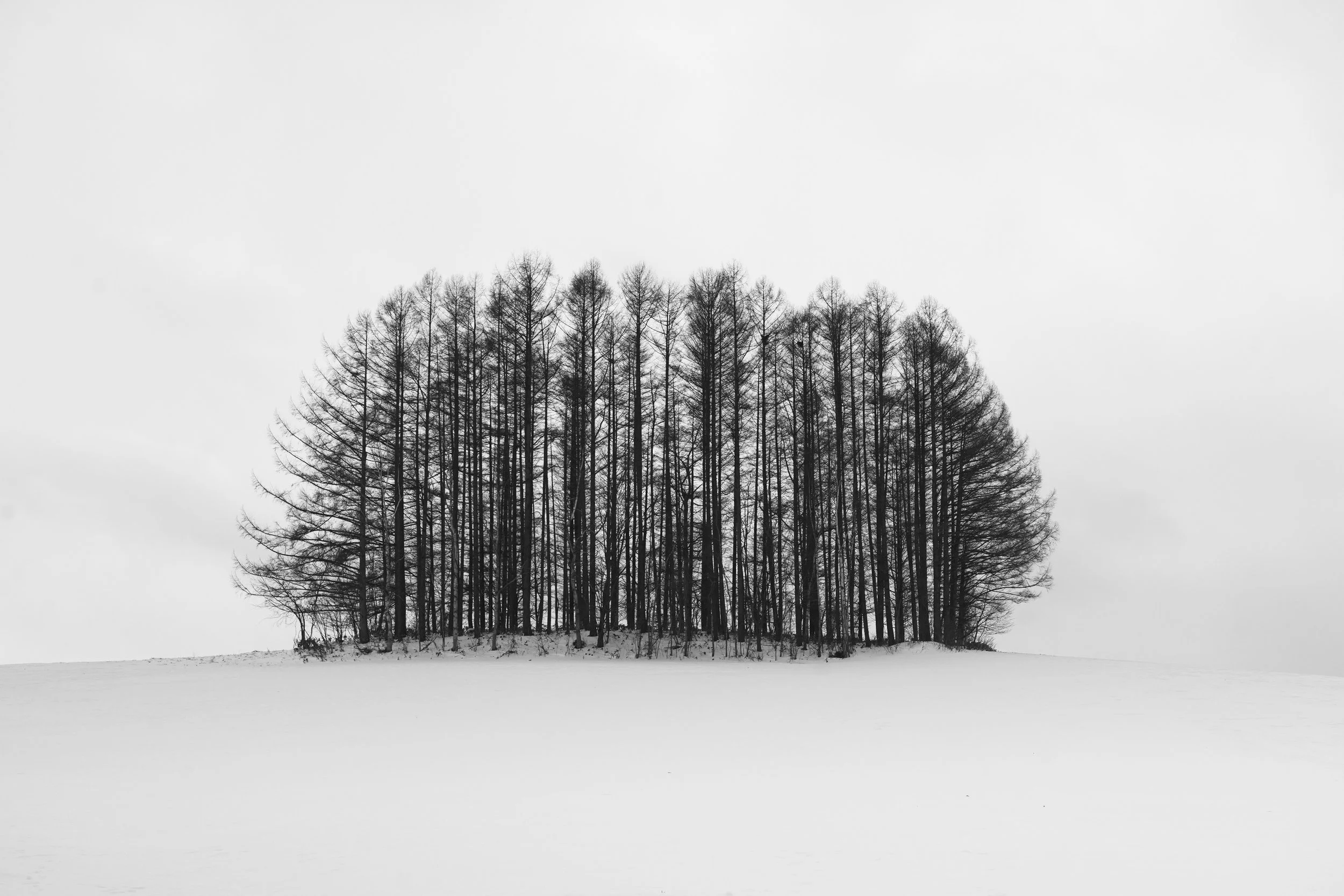 Biei, Hokkaido, Japan, 2020