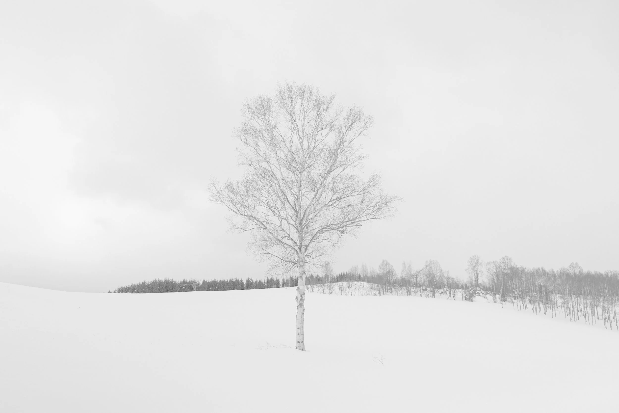 Biei, Hokkaido, Japan, 2020