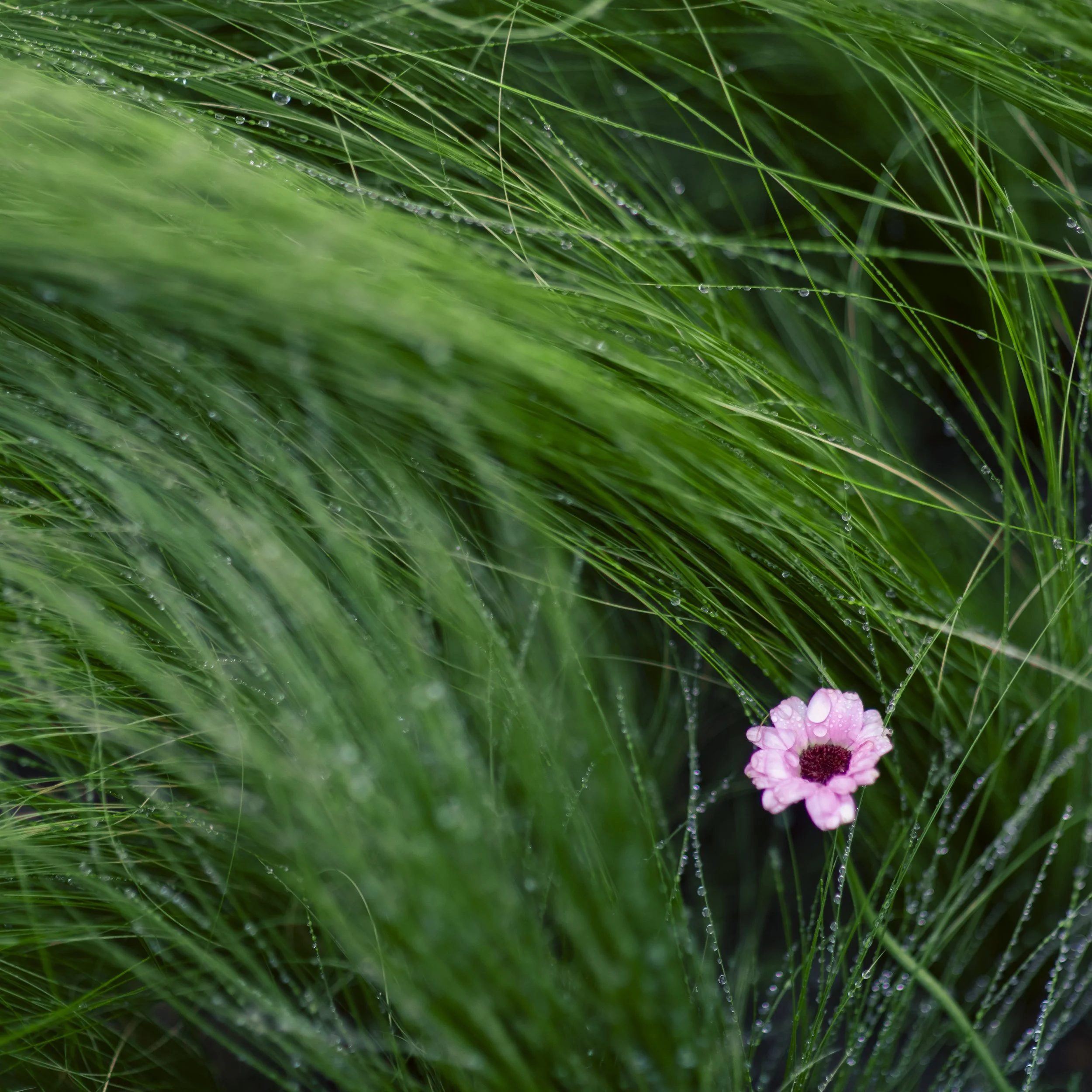 Flower show, Shanghai, China, 2026