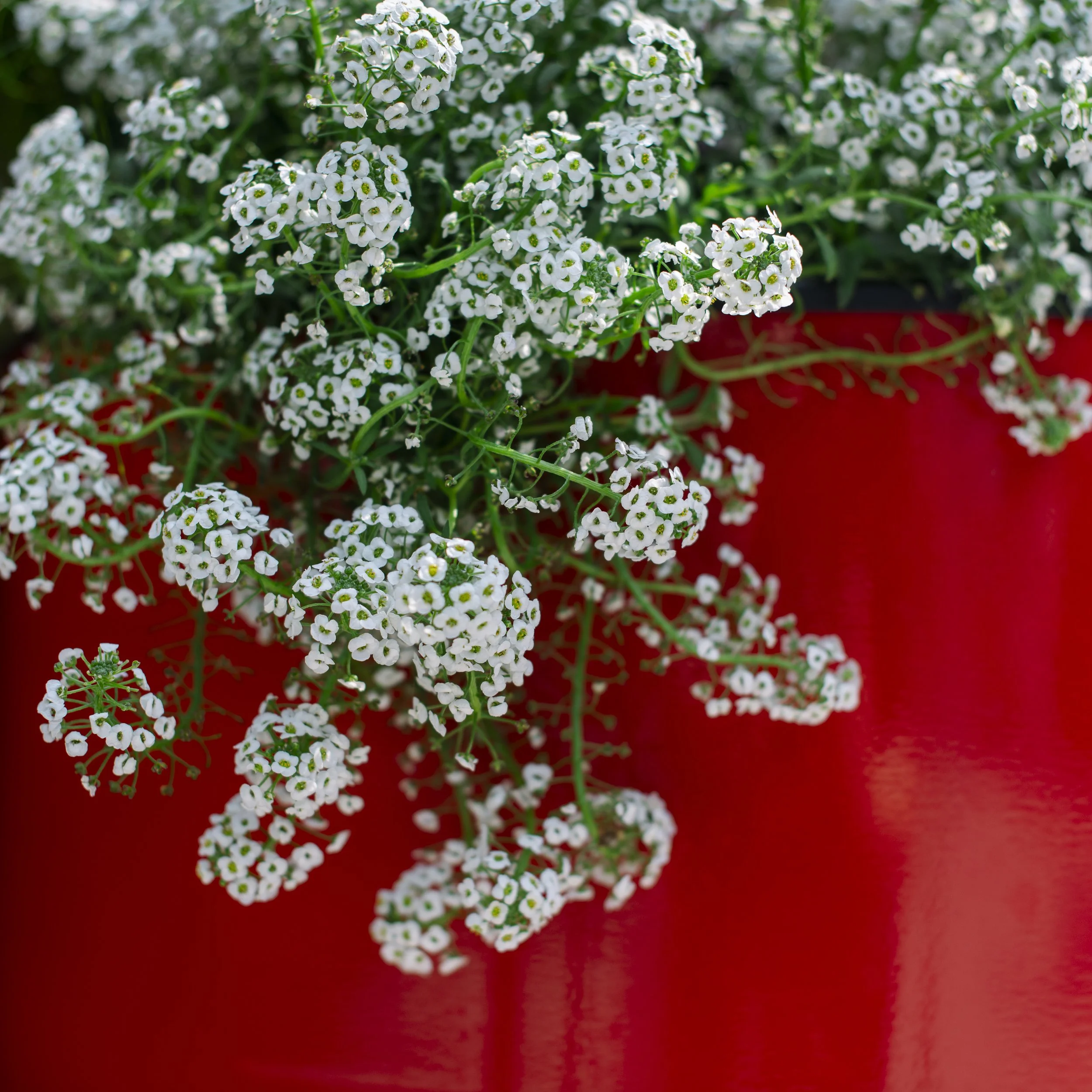 Flower show, Shanghai, China, 2026