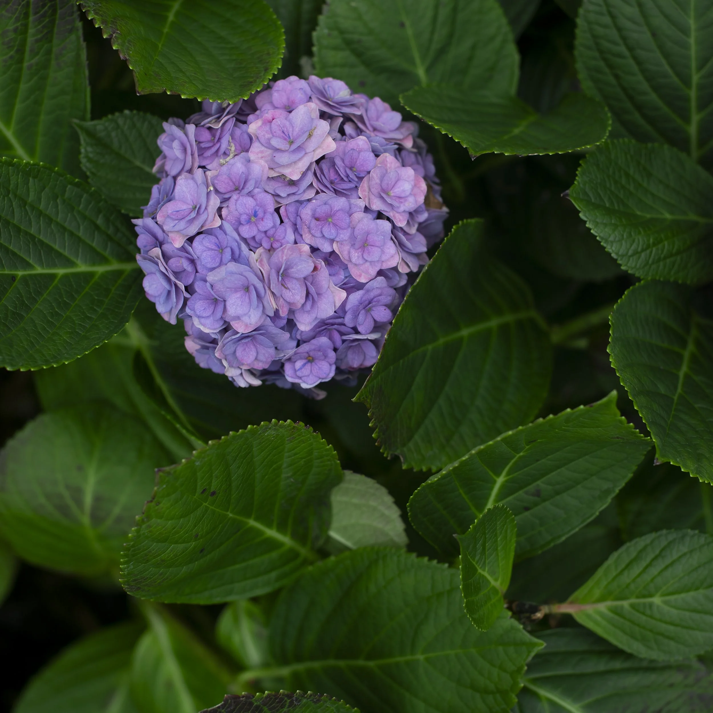 Flower show, Shanghai, China, 2026