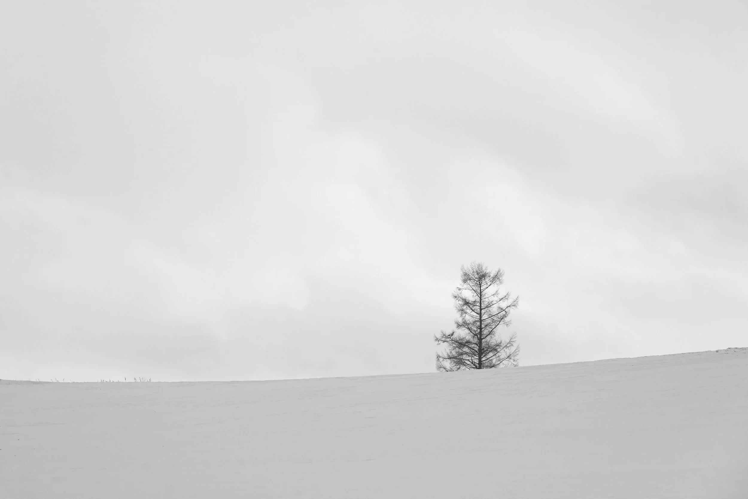 Biei, Hokkaido, Japan, 2020