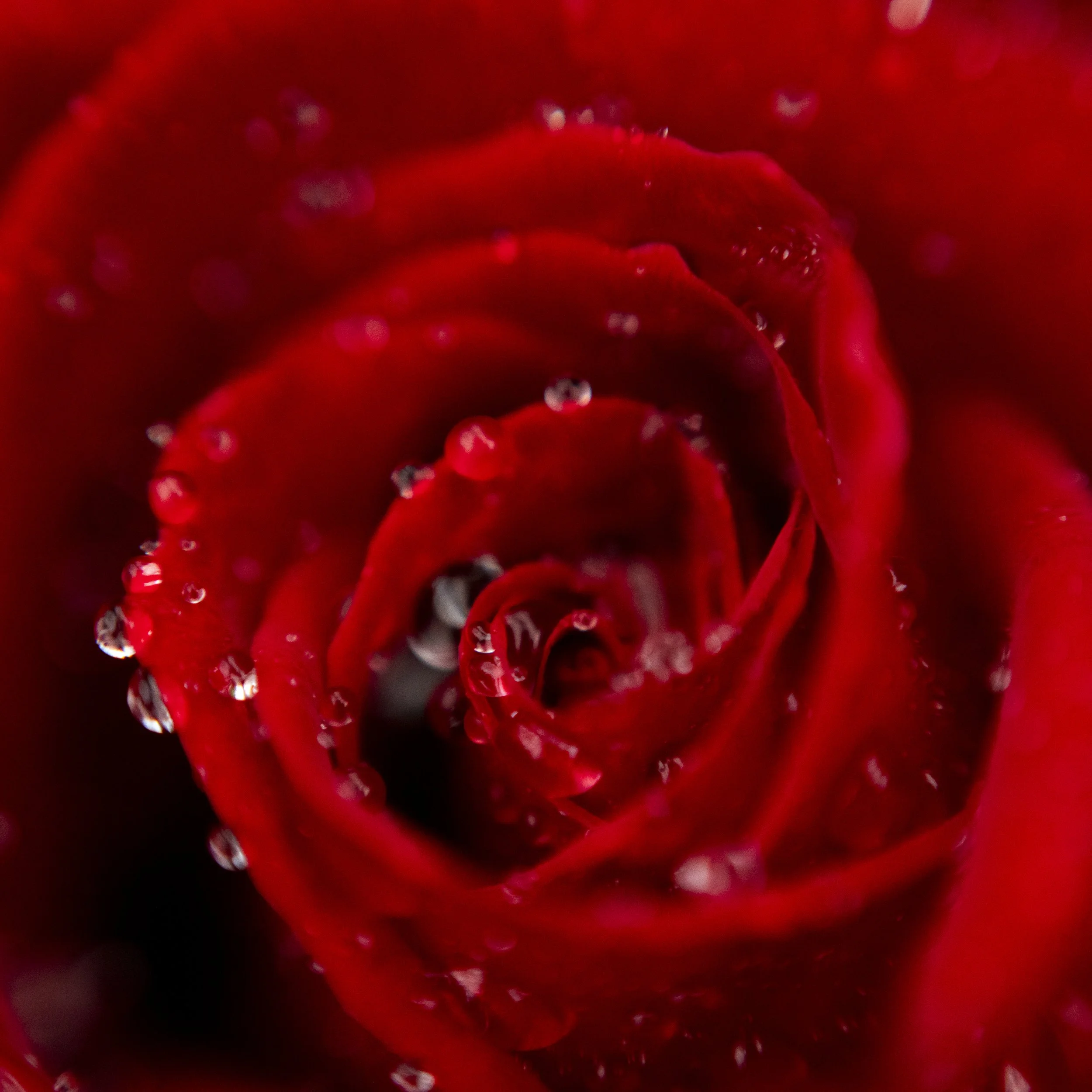 Flower show, Shanghai, China, 2026