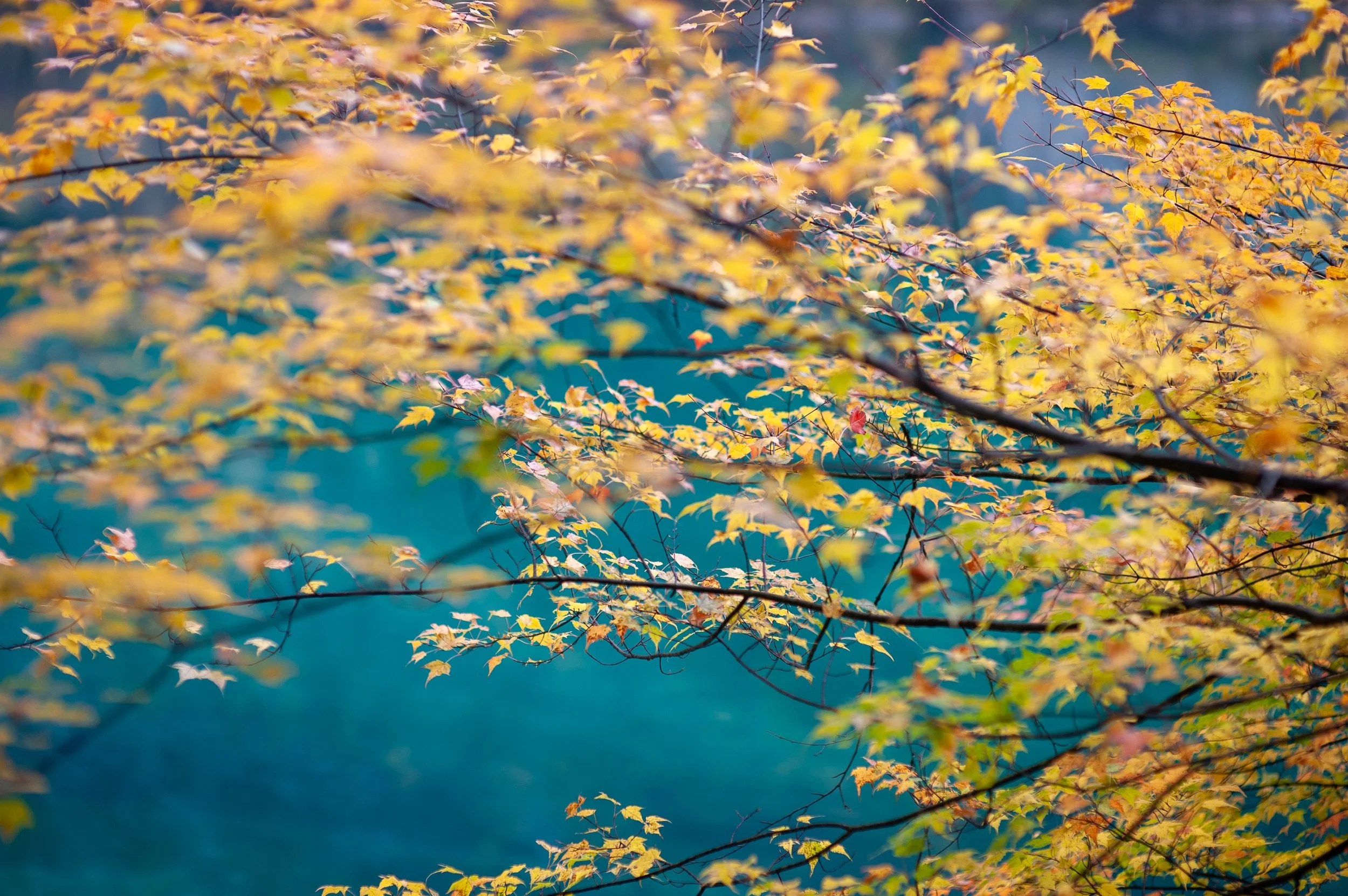Jiuzhai Valley, China, 2011