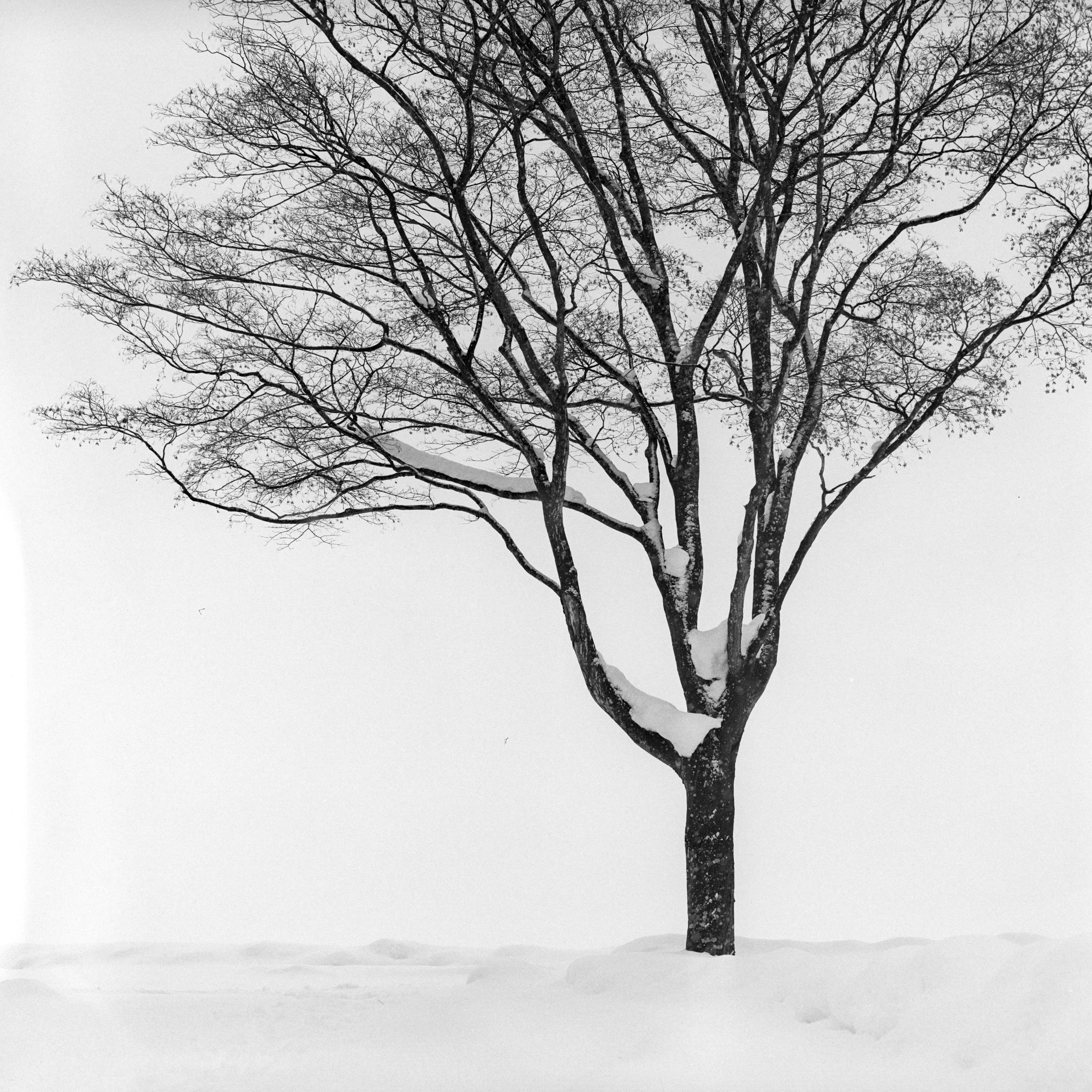 Bibaushi, Biei, Hokkaido, Japan, 2025