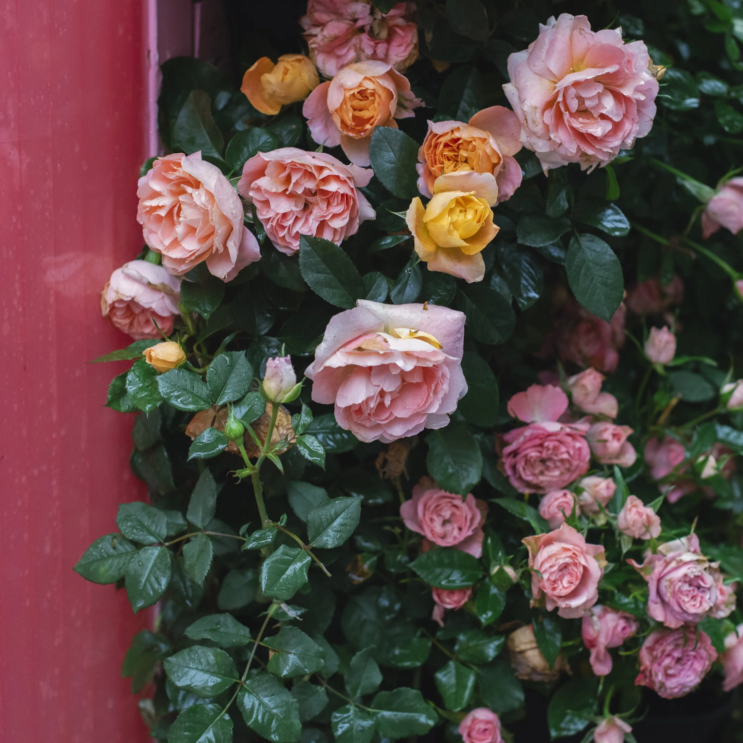 Flower show, Shanghai, China, 2026