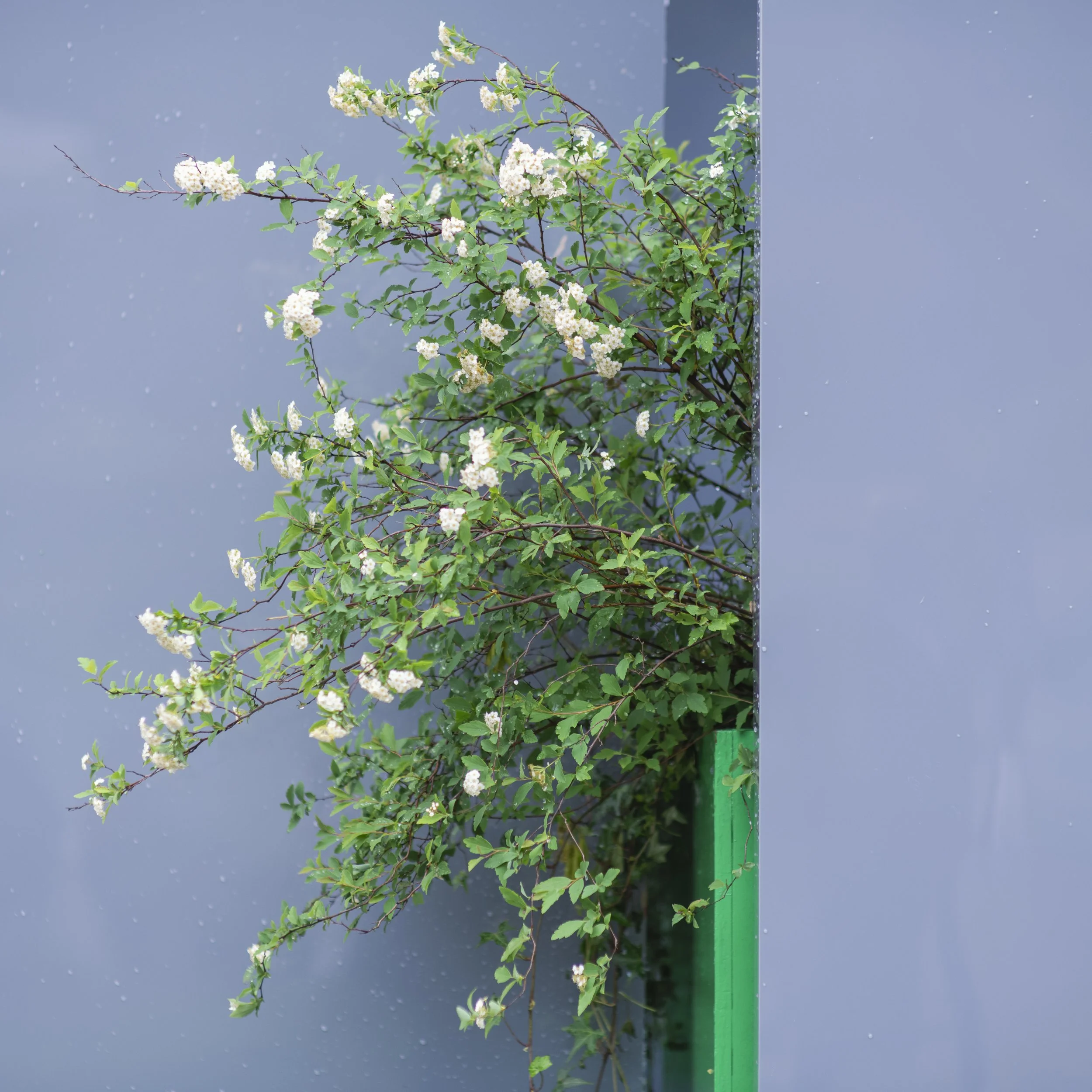 Flower show, Shanghai, China, 2026