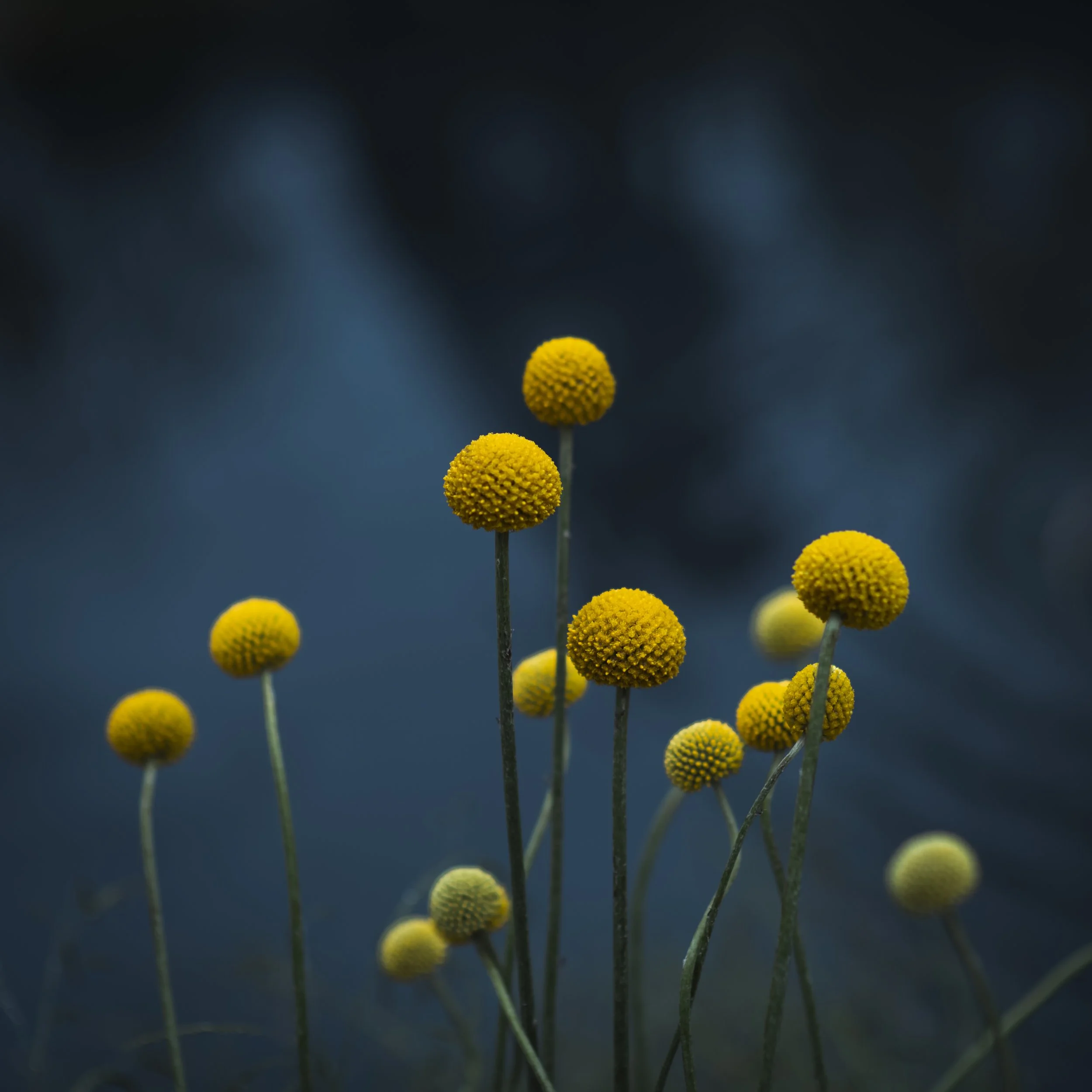 Flower show, Shanghai, China, 2026