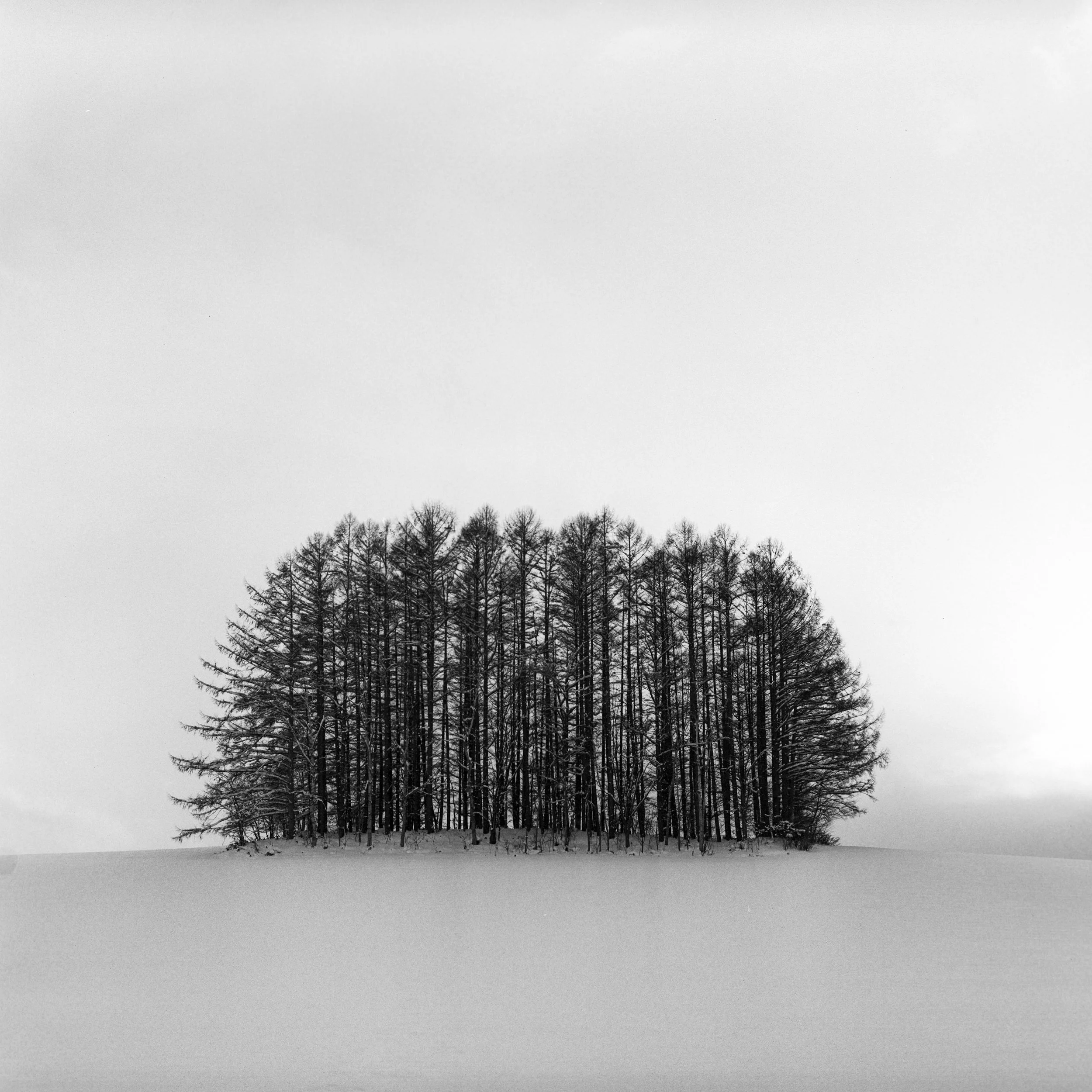 Bibaushi, Biei, Hokkaido, Japan, 2025