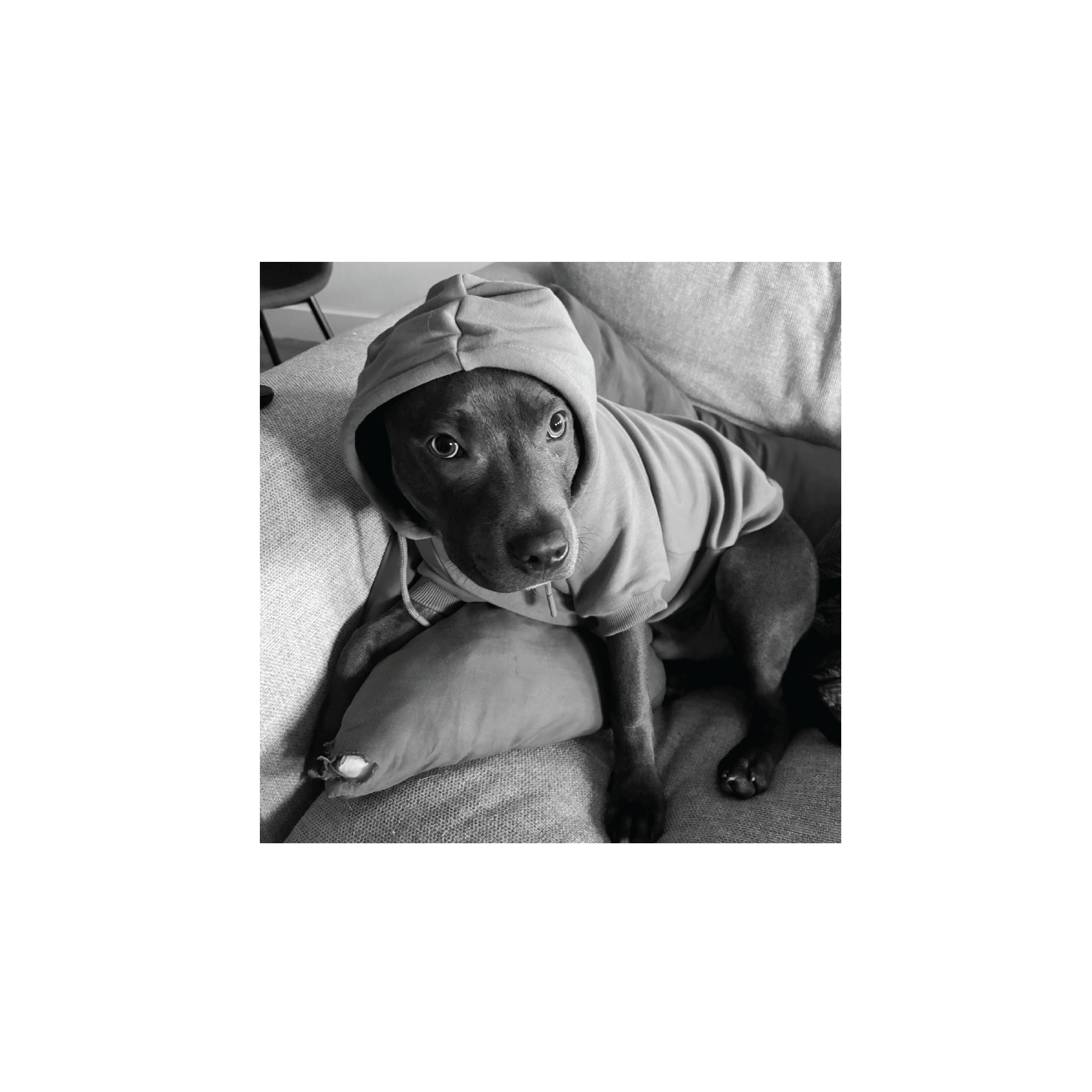 A black dog wearing a hoodie, sitting on a couch with a pillow, looking up at the camera in black and white.