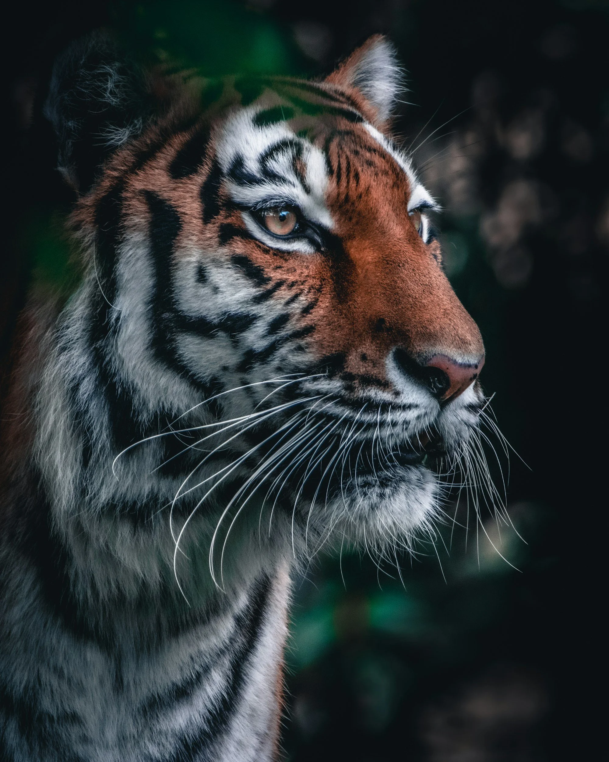Close-up of a tiger's face with detailed fur and piercing eyes, set against a dark, blurred background.